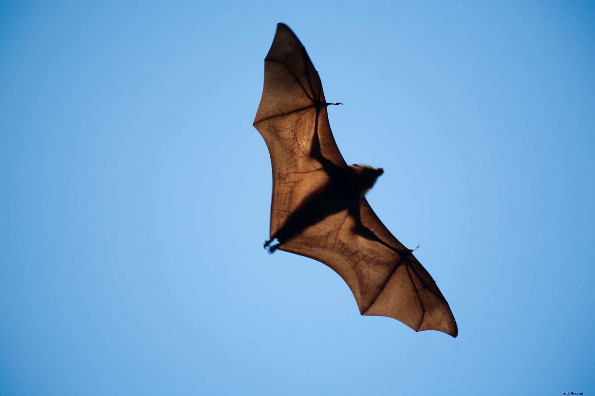 Photo d une chauve-souris à ailes larges