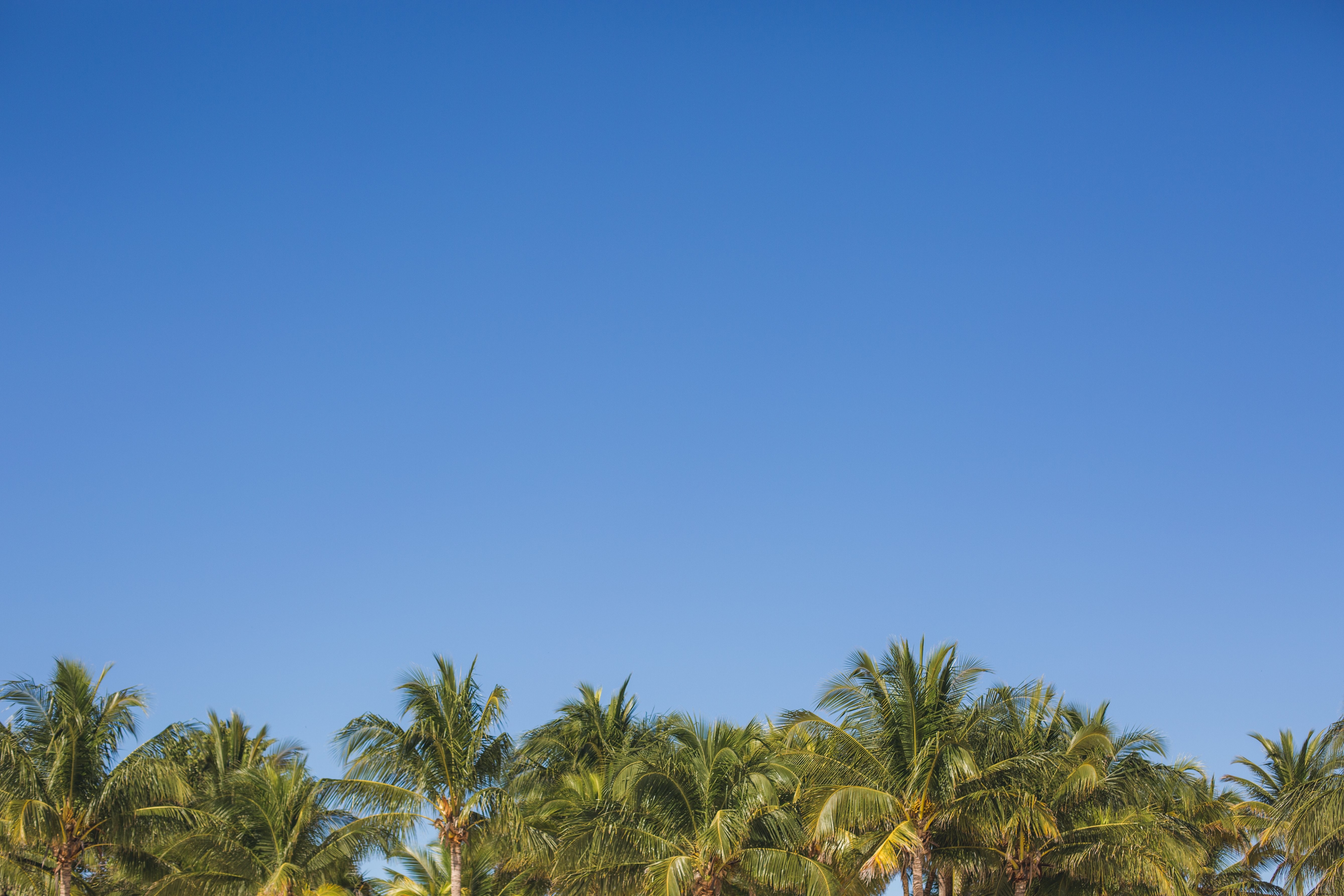 Palmiers sous un ciel bleu – Photo