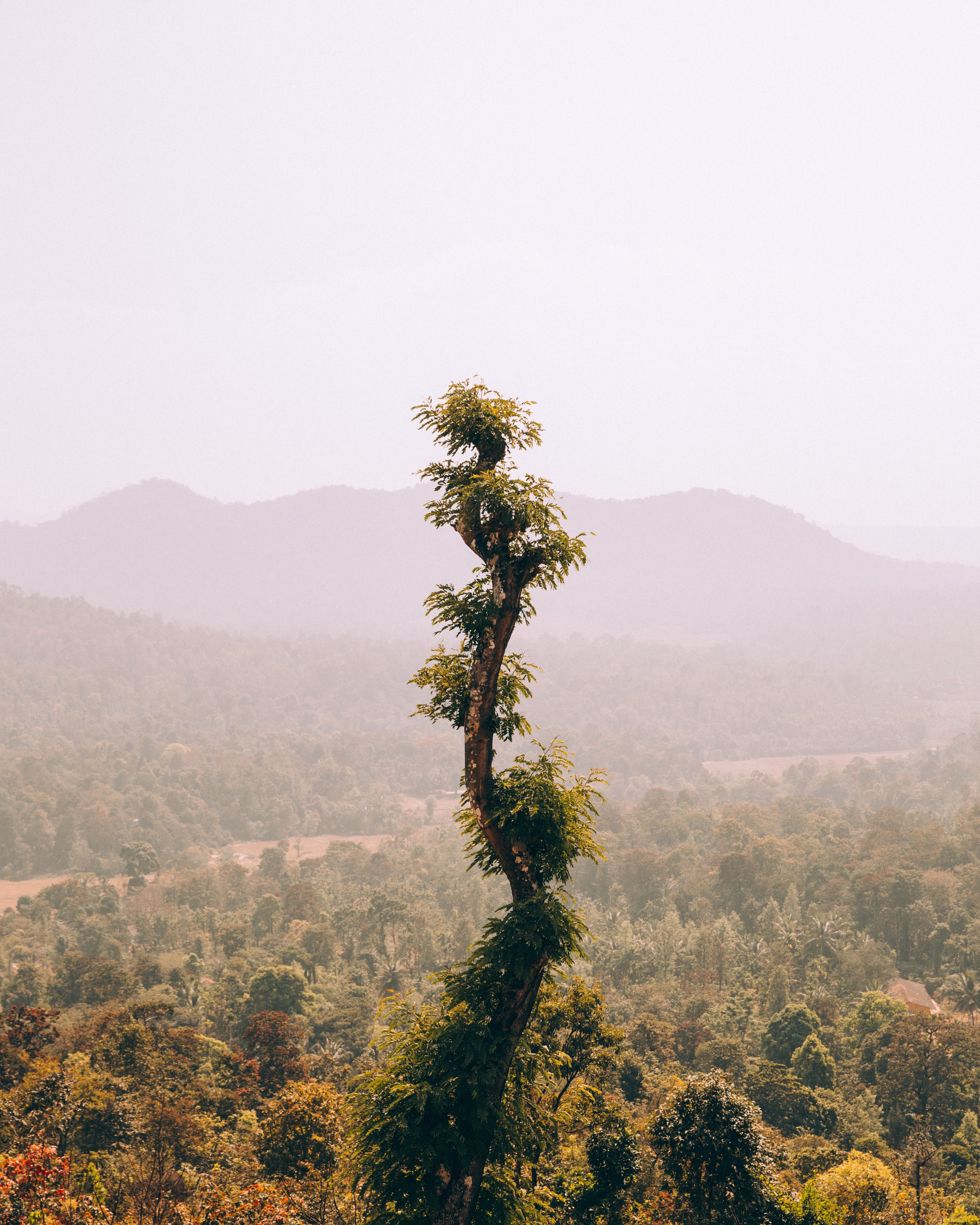 Un arbre sinueux domine le paysage
