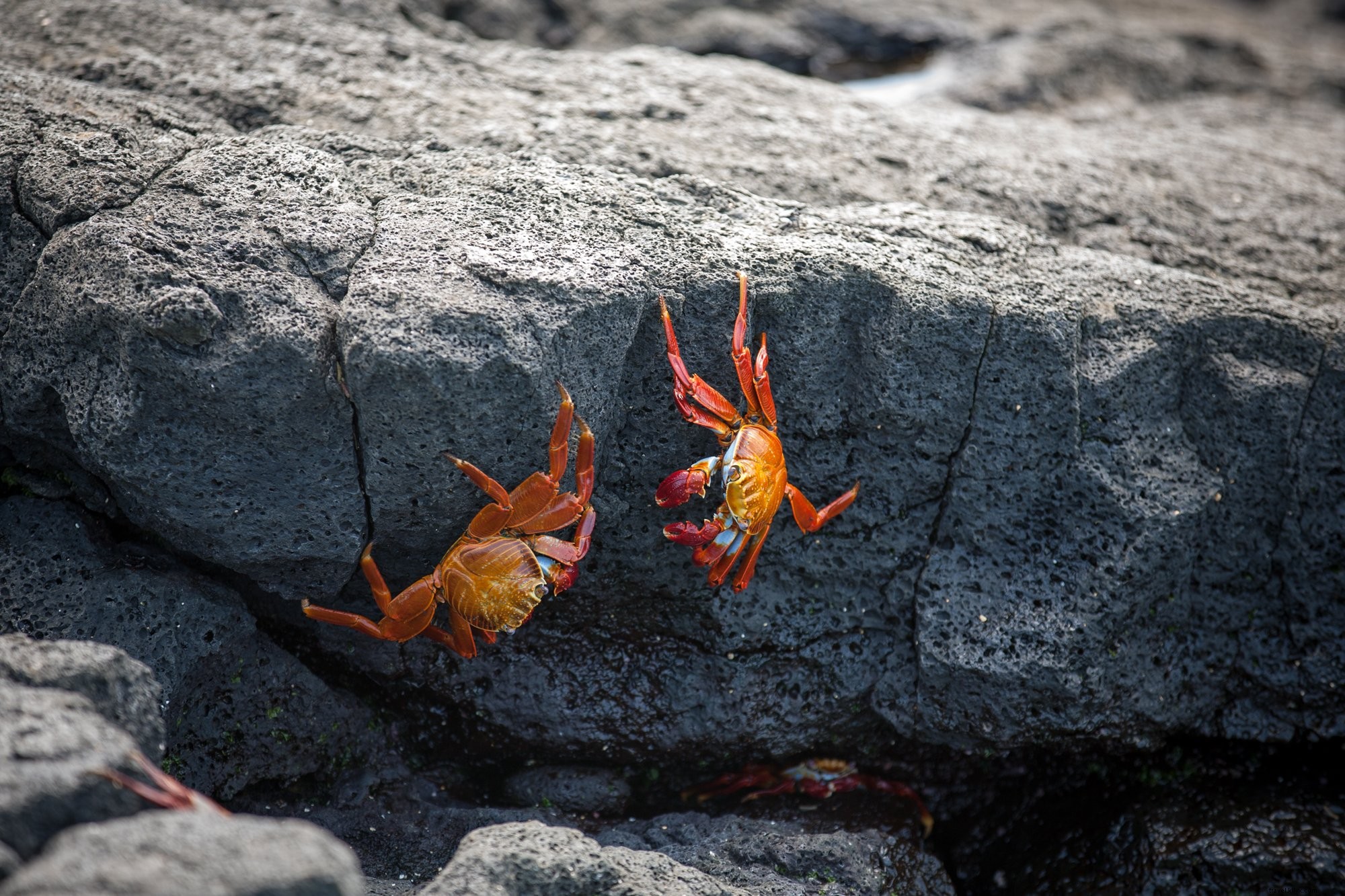 Photos de crabes rouges sur les rochers