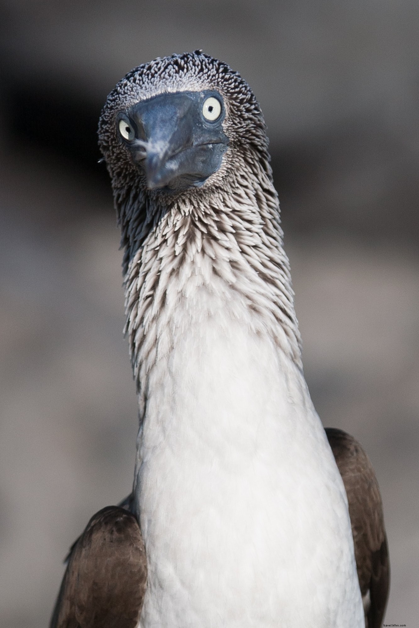 Photo d un visage fou aux pieds bleus