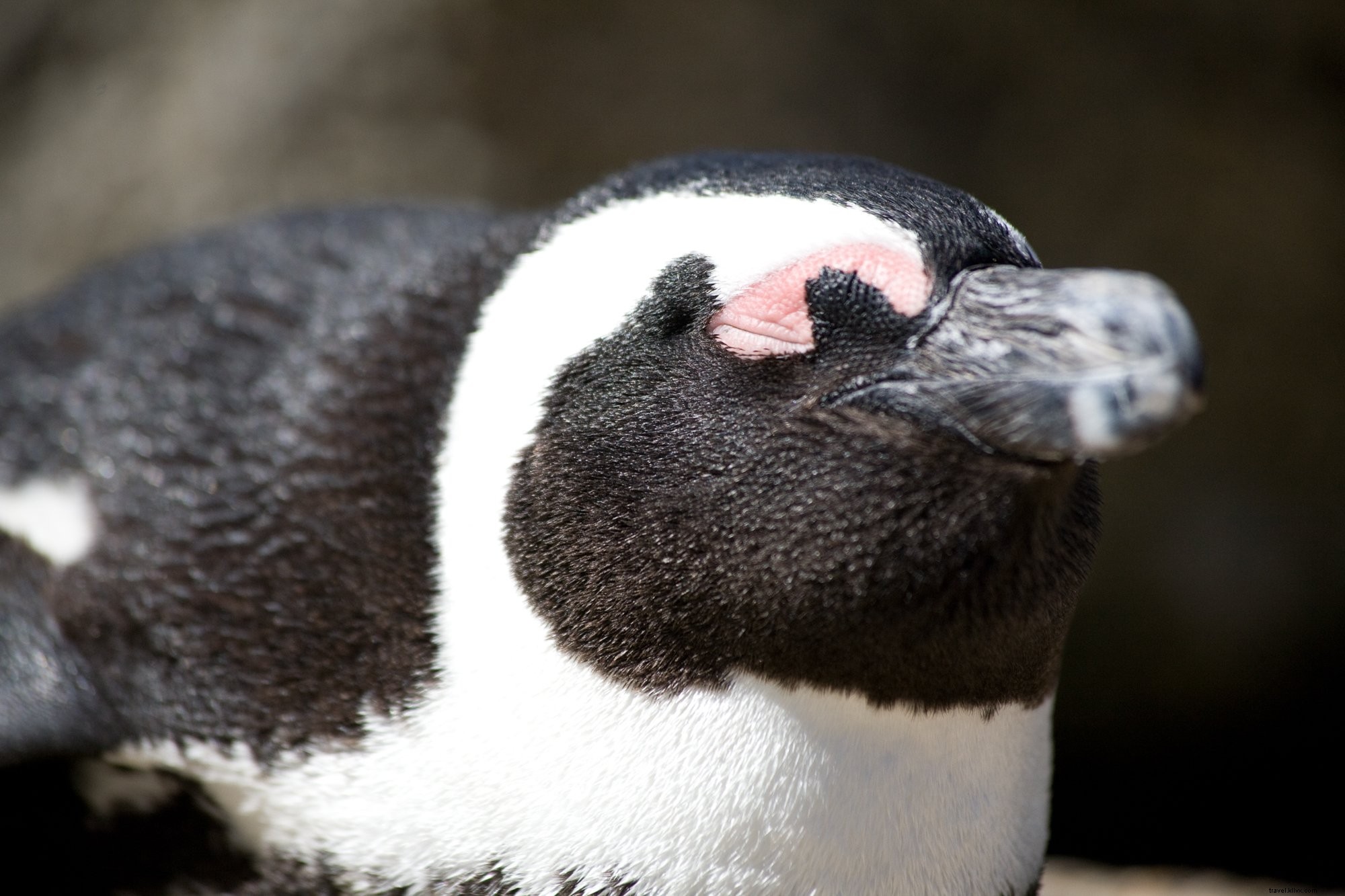 Photo en gros plan d un pingouin africain