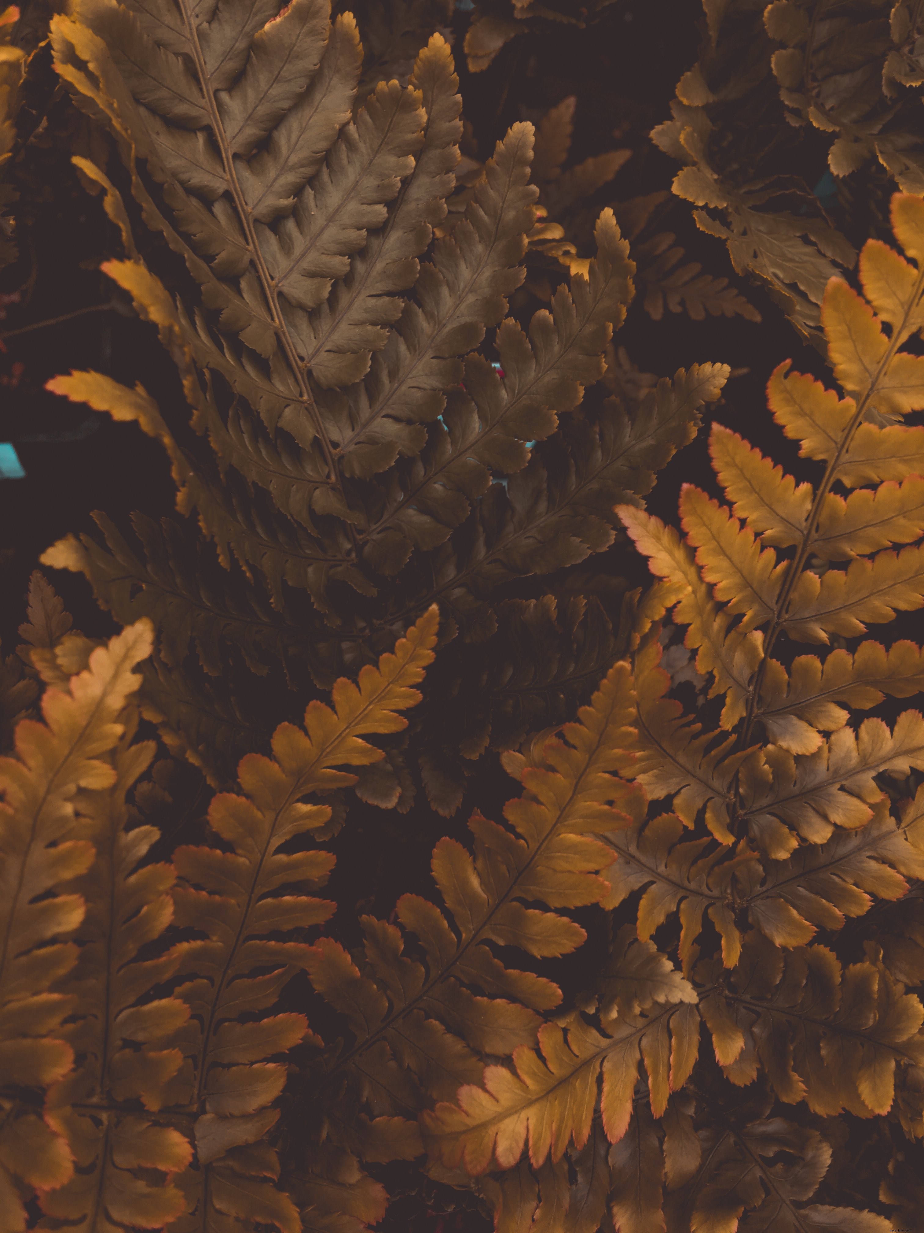 Photo de feuilles d automne aux teintes chaudes