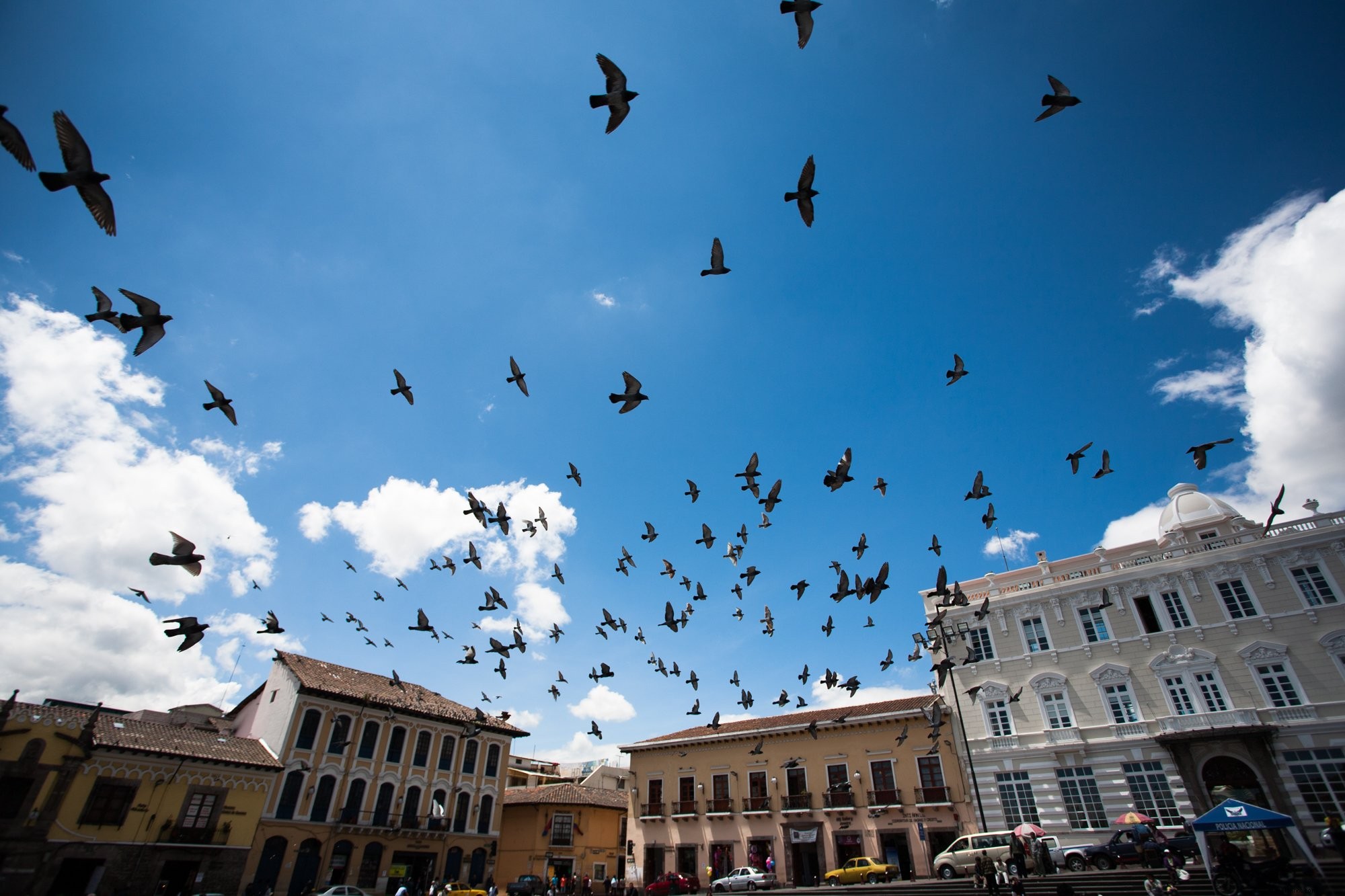 Photo d oiseaux survolant le centre urbain
