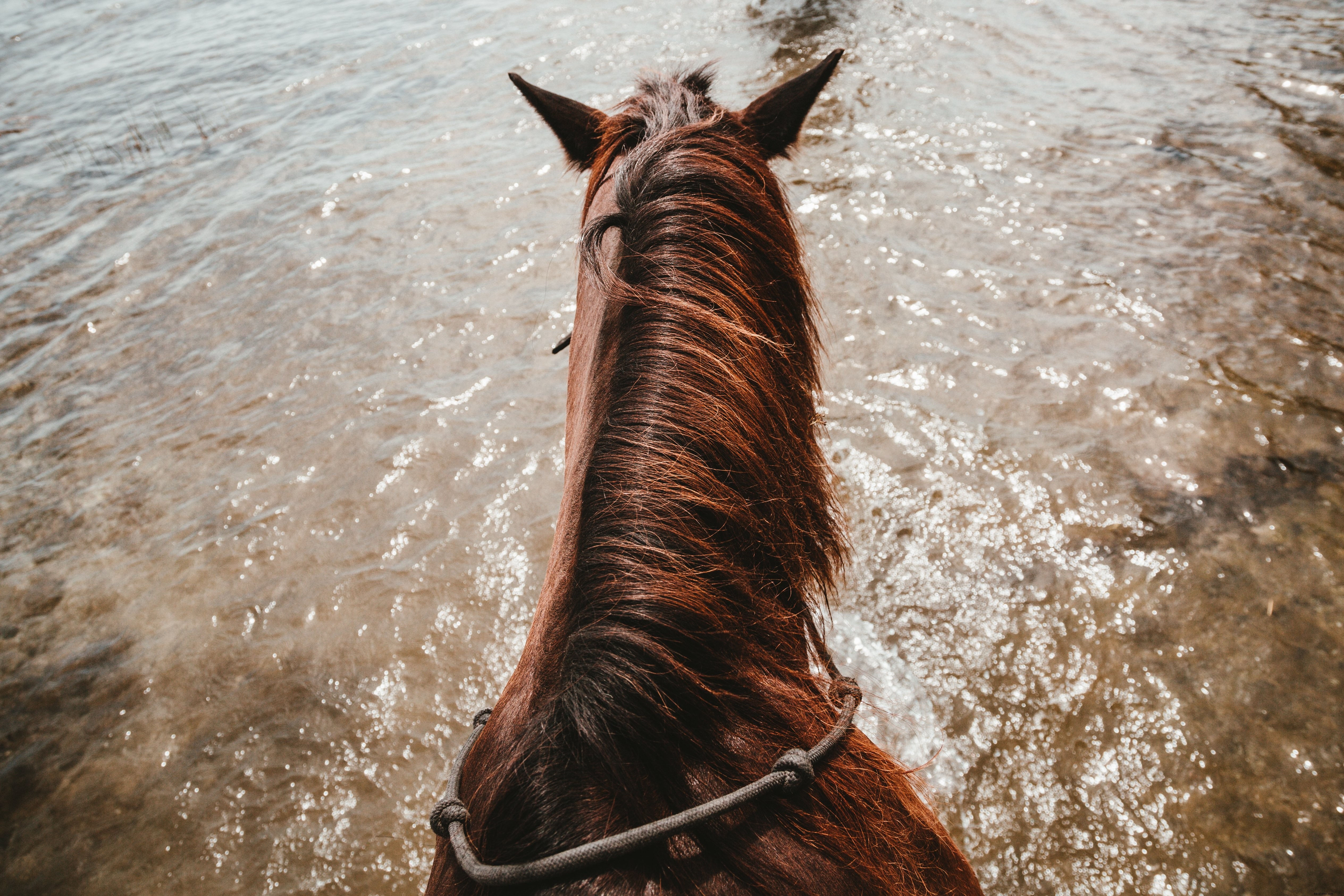 Photo d’équitation