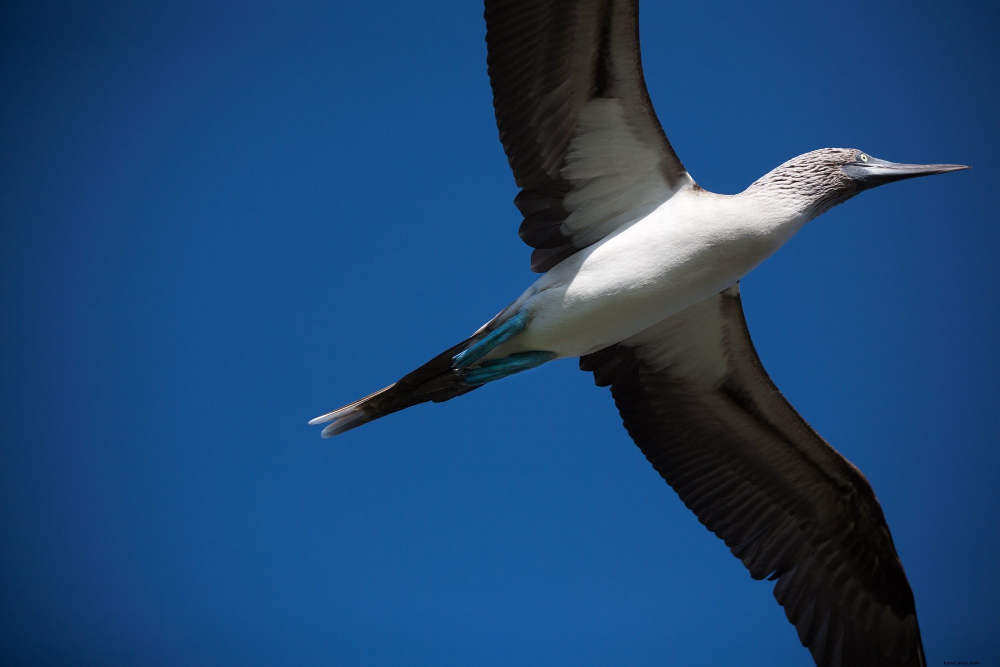Photo étonnante d une créature aux pattes bleues en plein vol