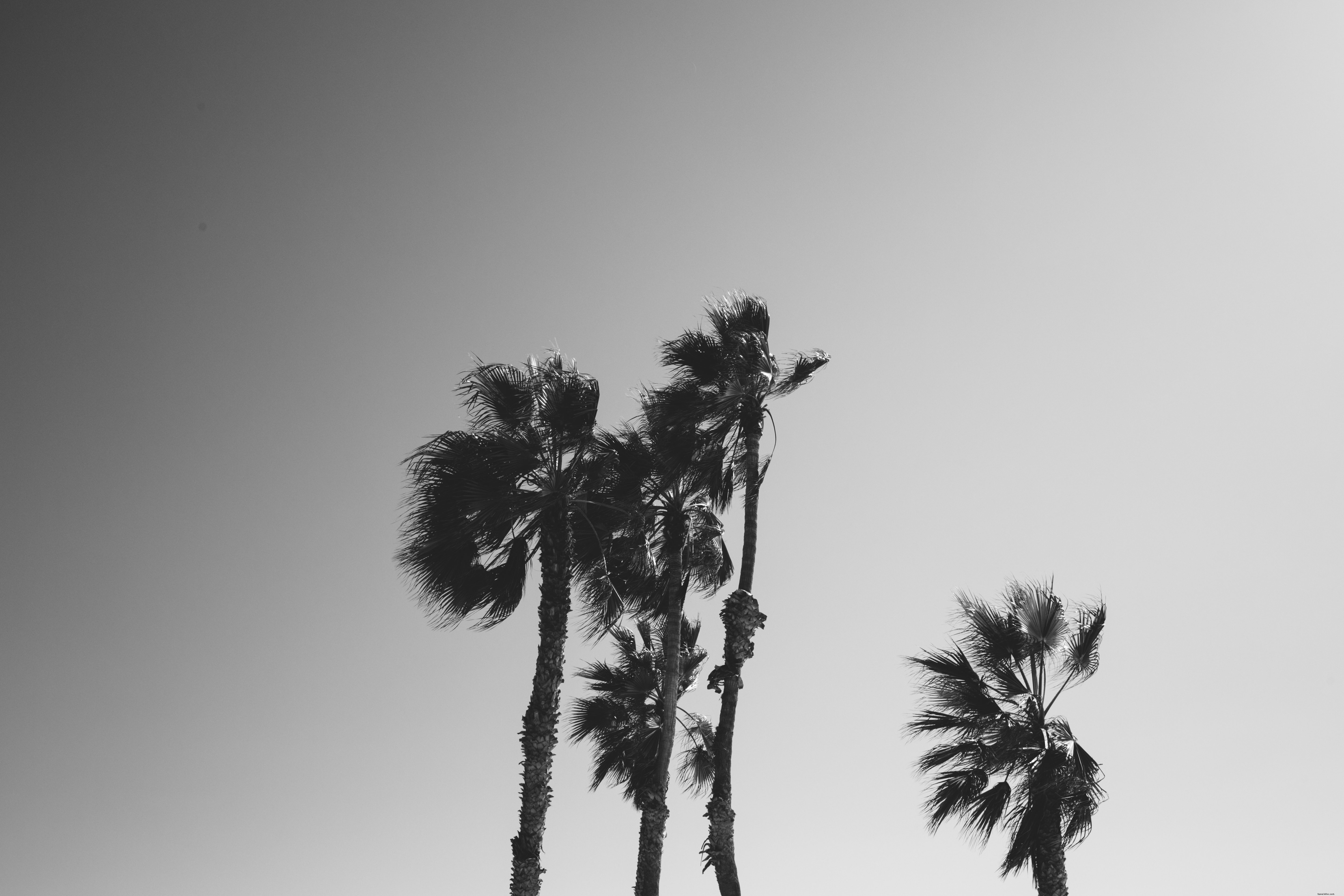 Photo en noir et blanc des arbres