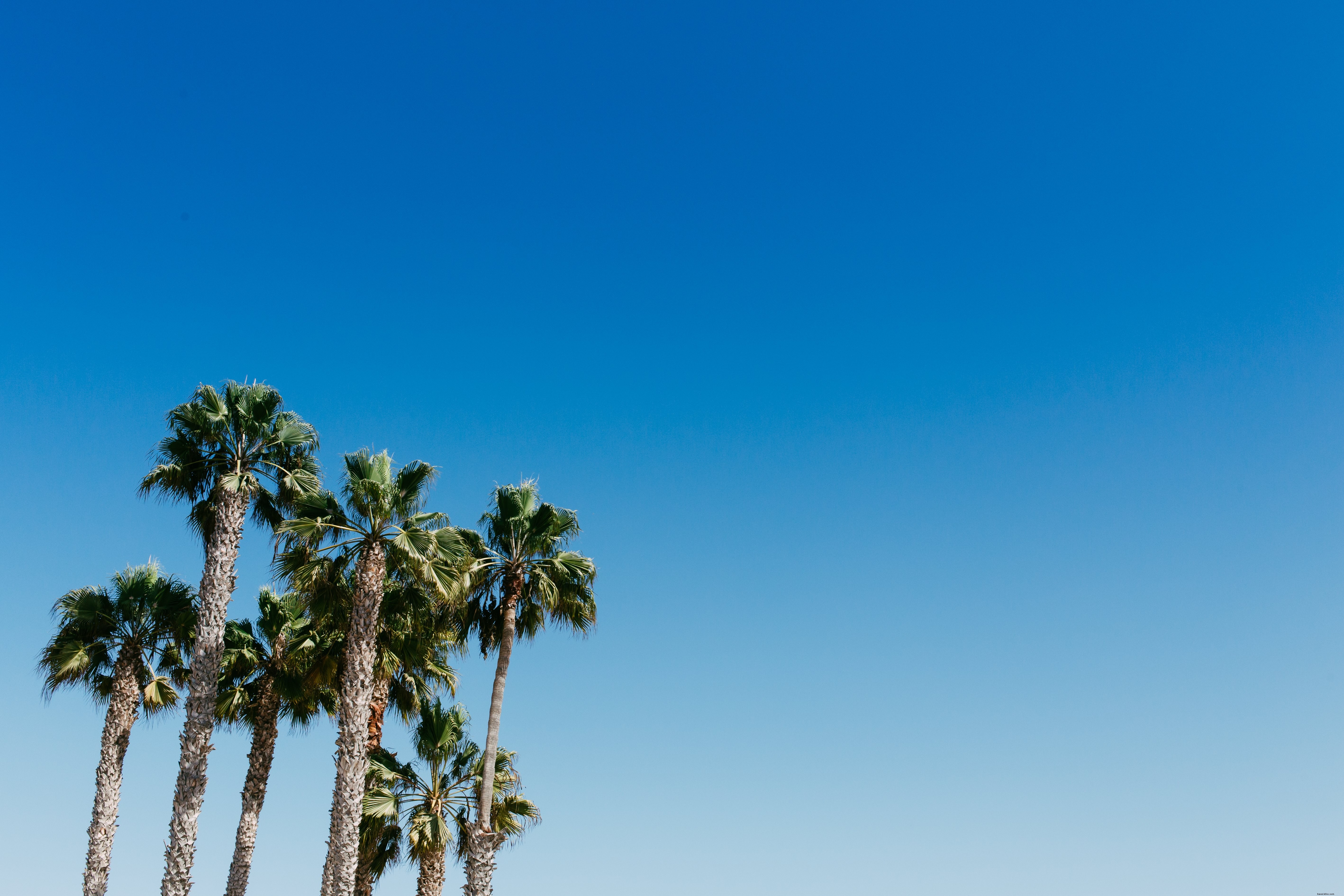 Photo de palmiers sous un ciel bleu éclatant
