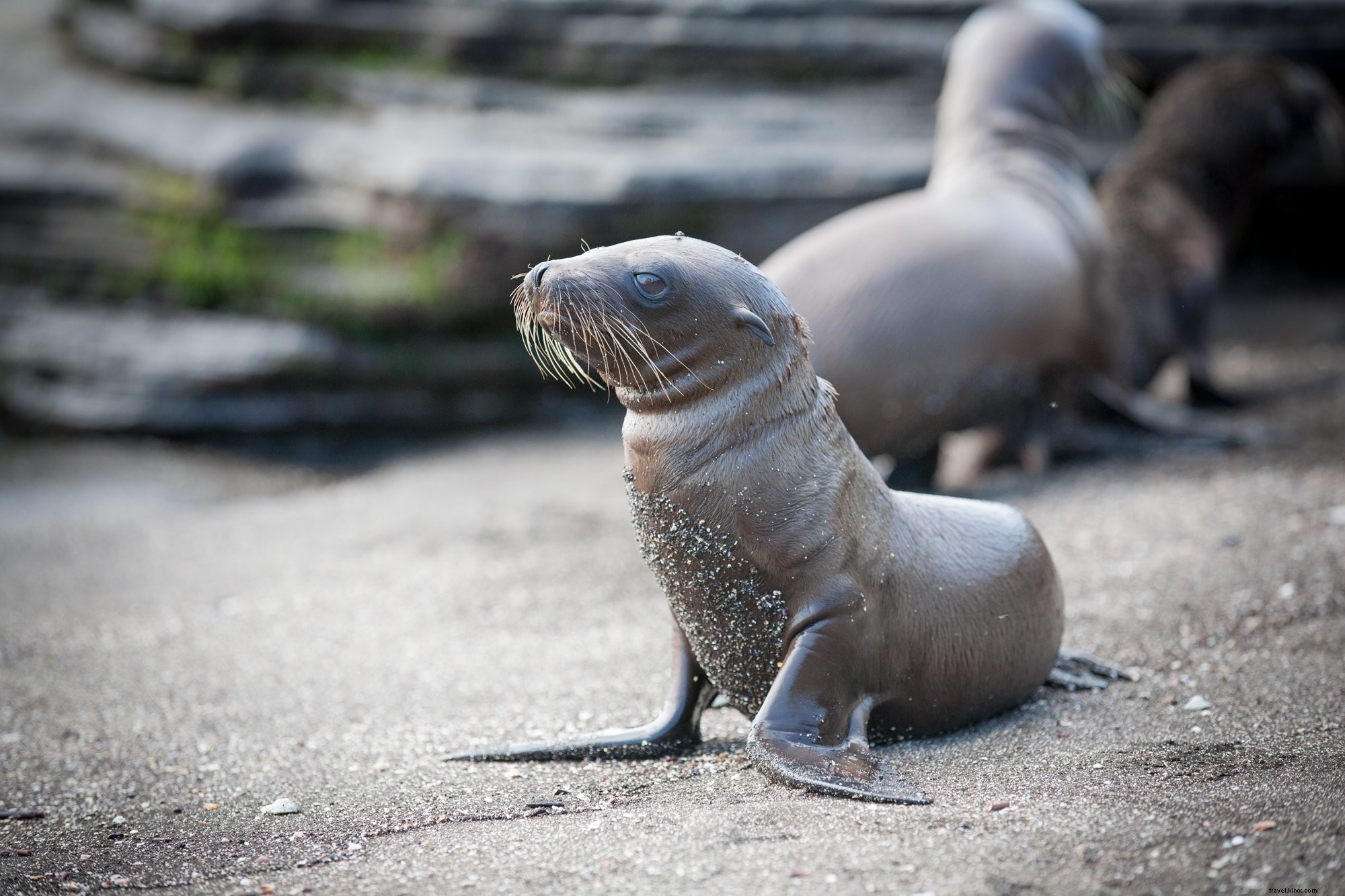 Photo d un petit lion de mer sur la plage