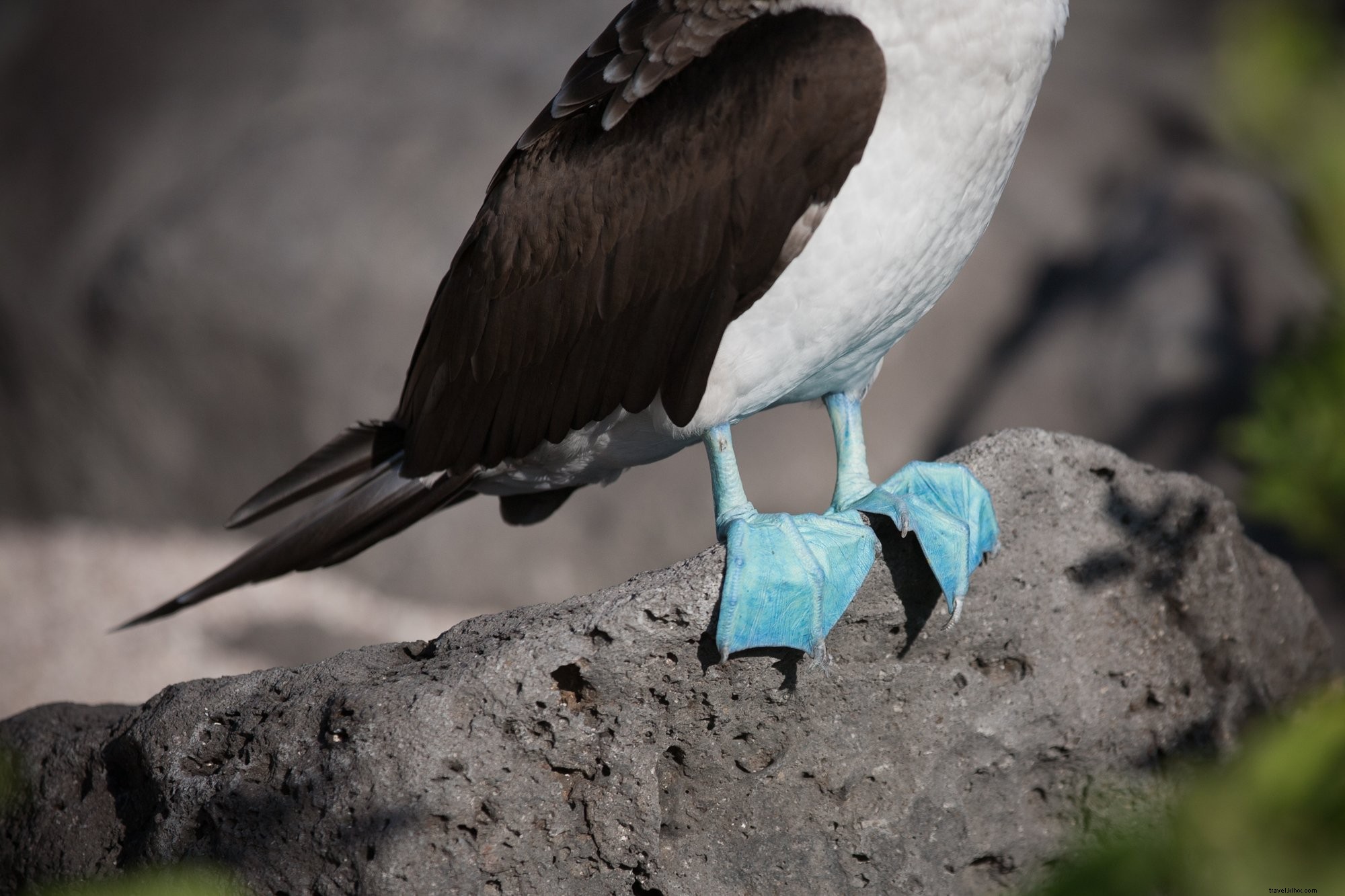 Photos de pieds extravagants aux teintes bleues