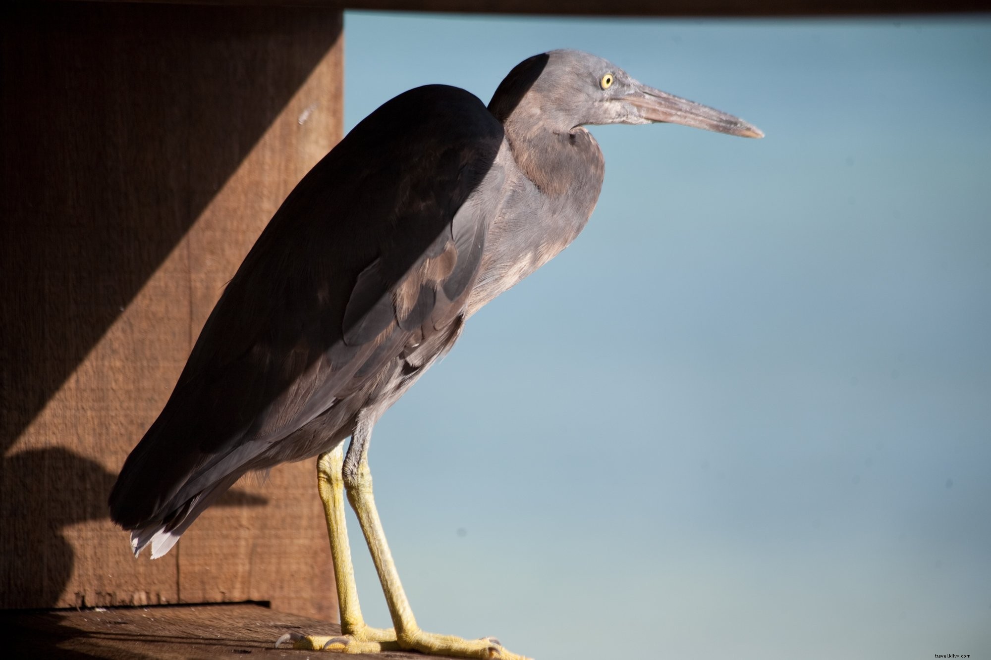 Photo de l héron des récifs du Pacifique