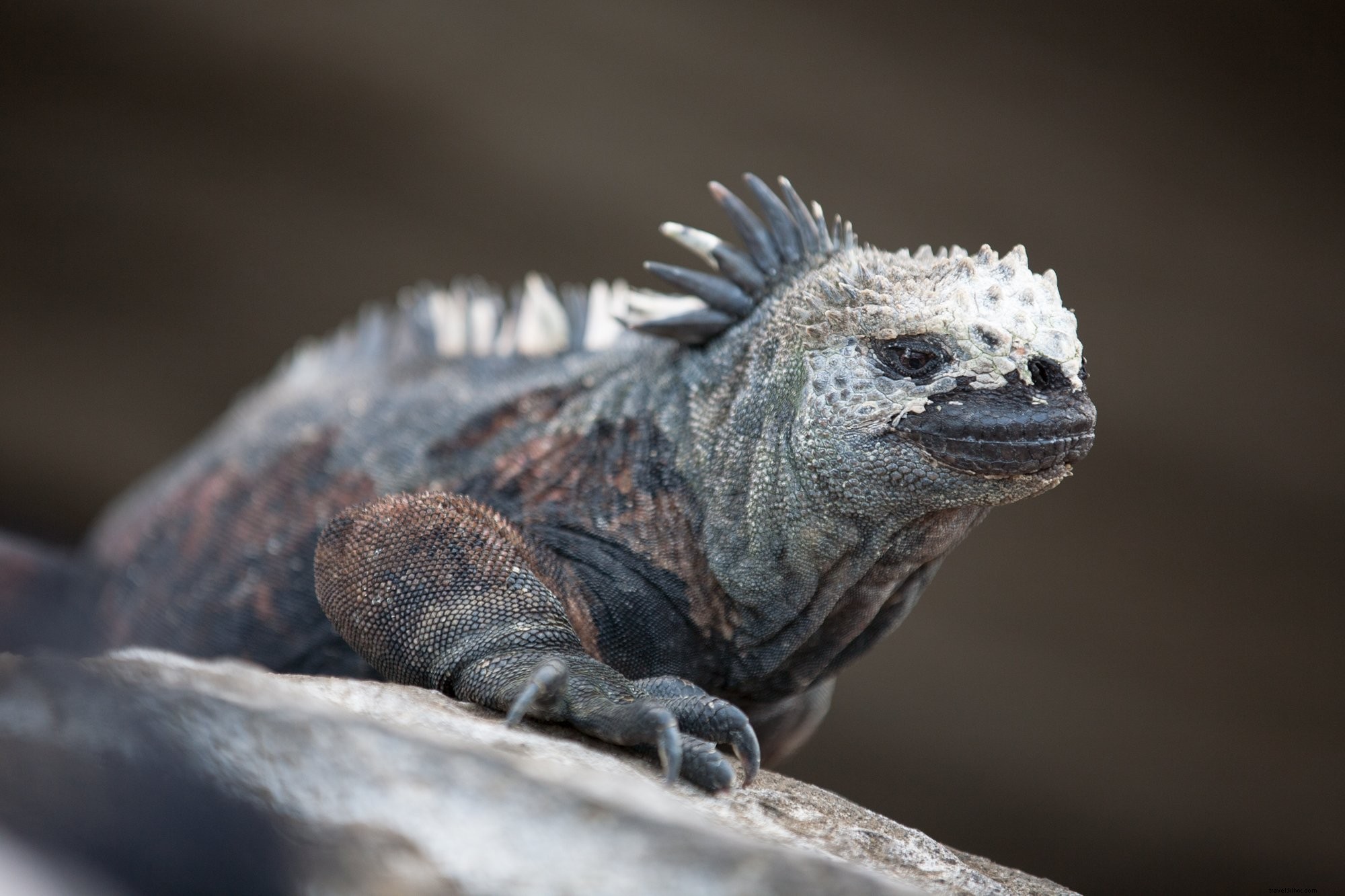 Photo d un iguane marin