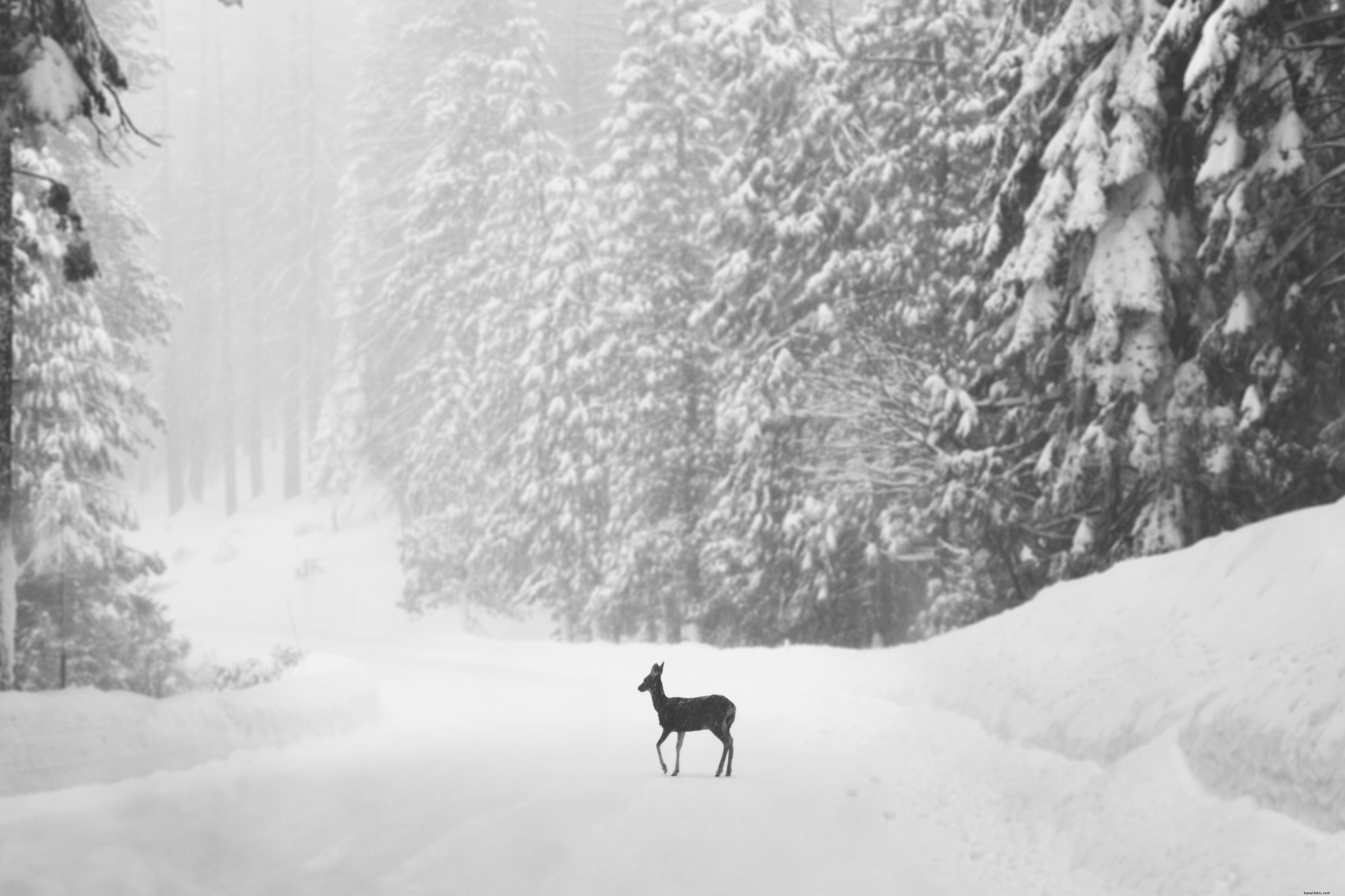 Un cerf solitaire sur une route enneigée – Photo