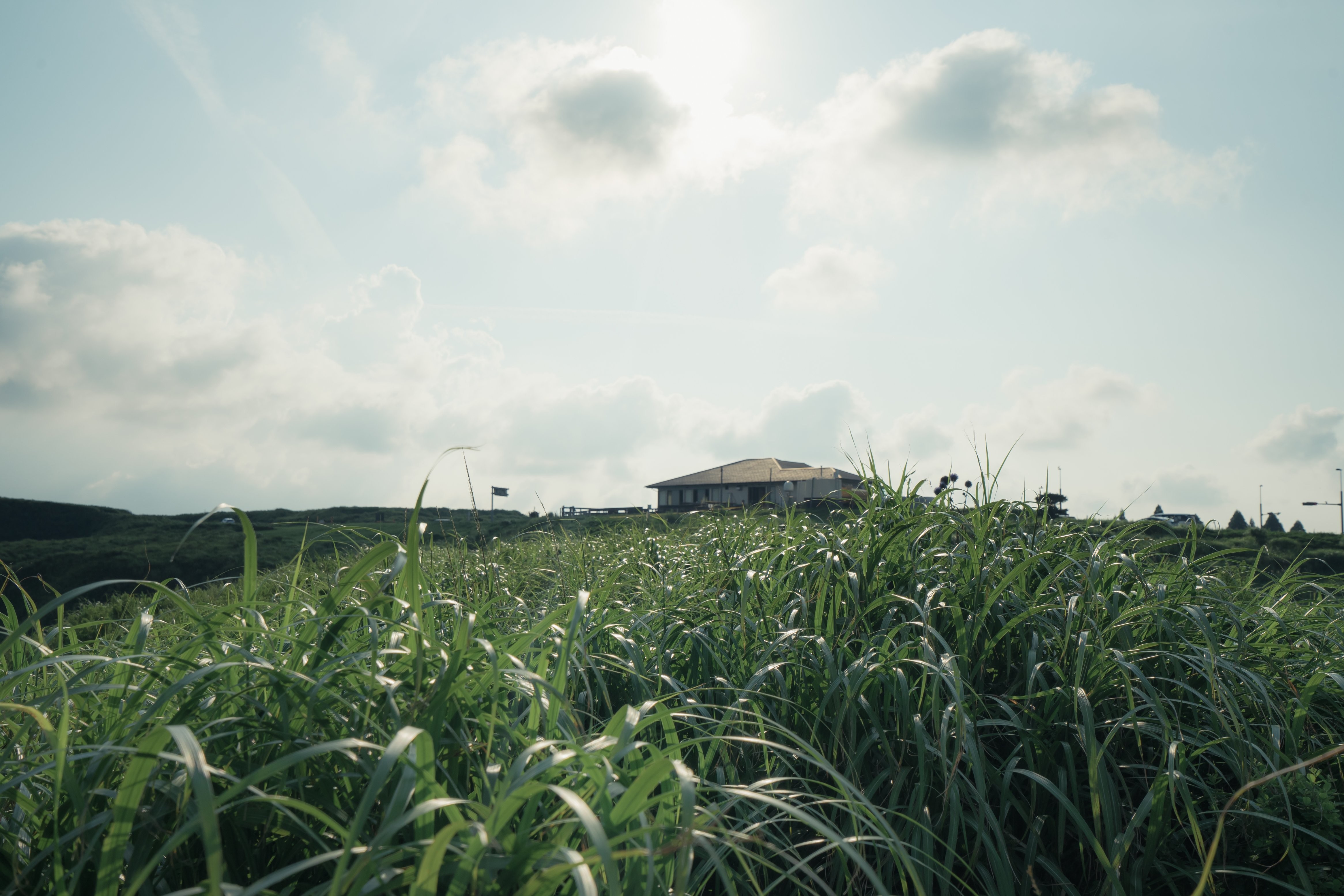 Photo d’une maison vue à travers l’herbe