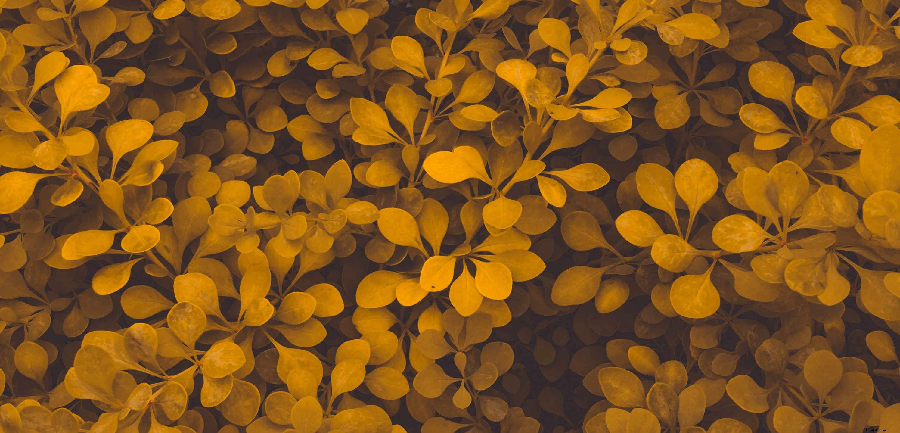 Photo d automne : orange poussiéreux et feuilles brunes