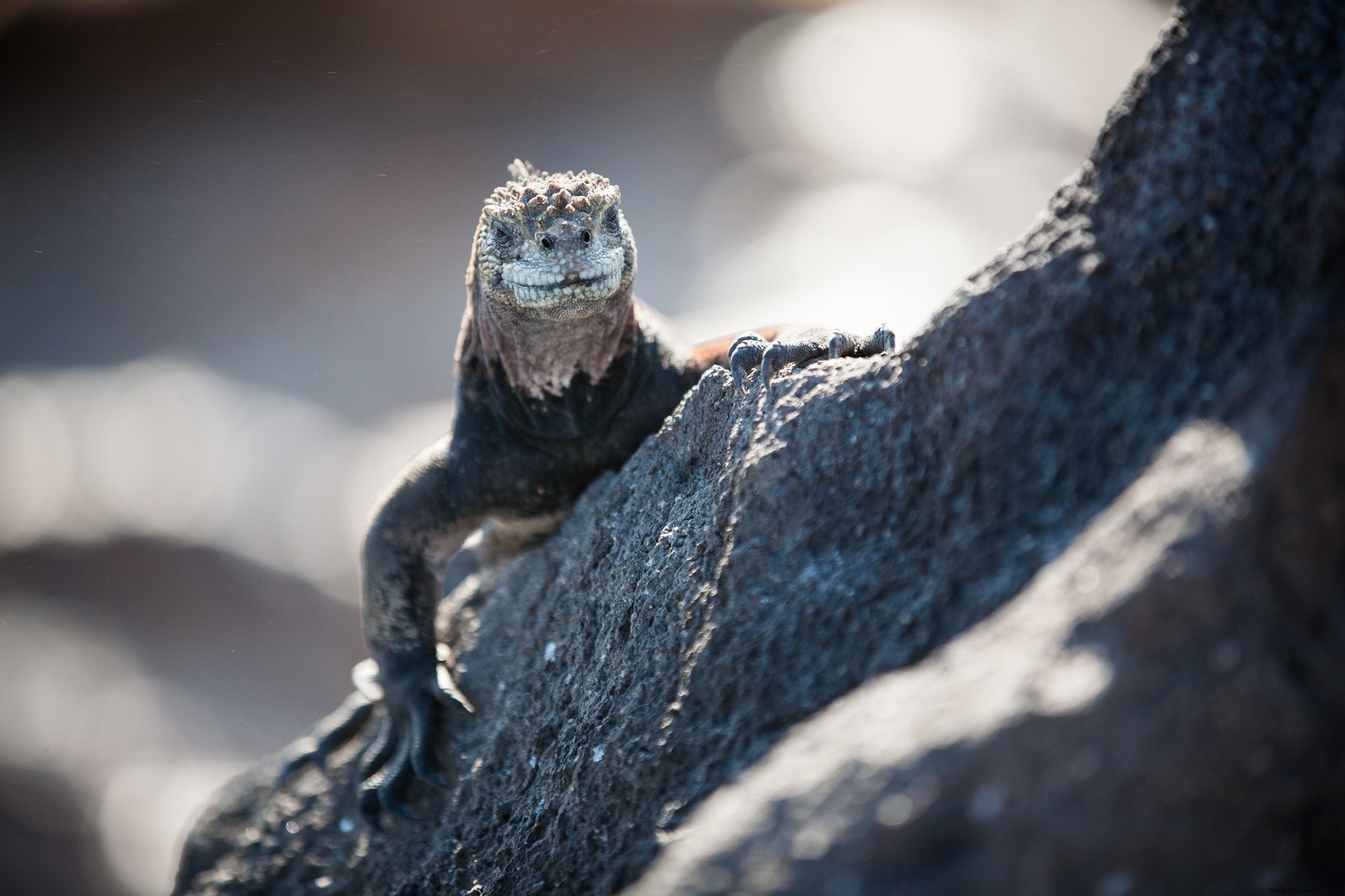 Un reptile souriant sur un rocher