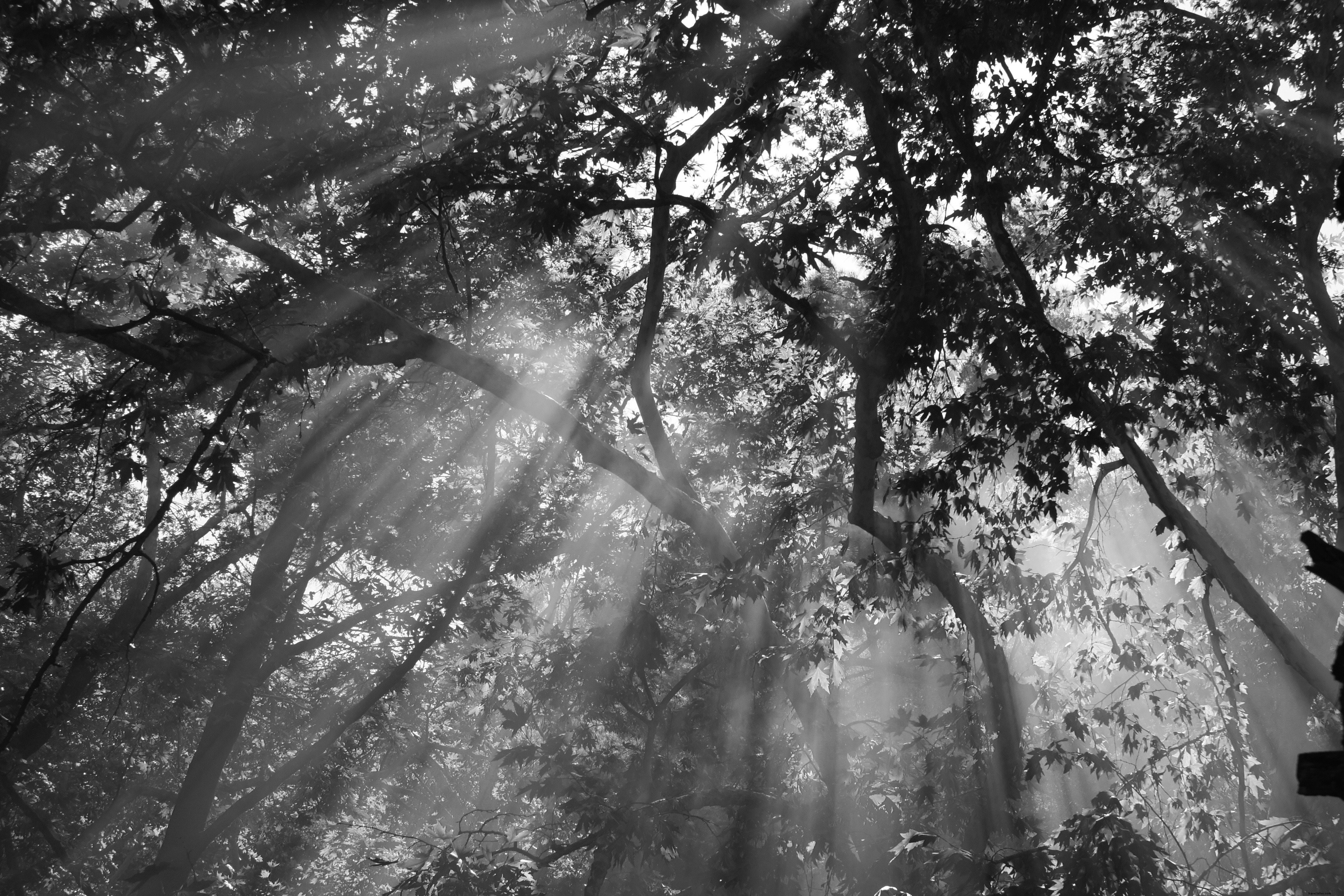 Photo : la lumière du soleil filtrant à travers les arbres
