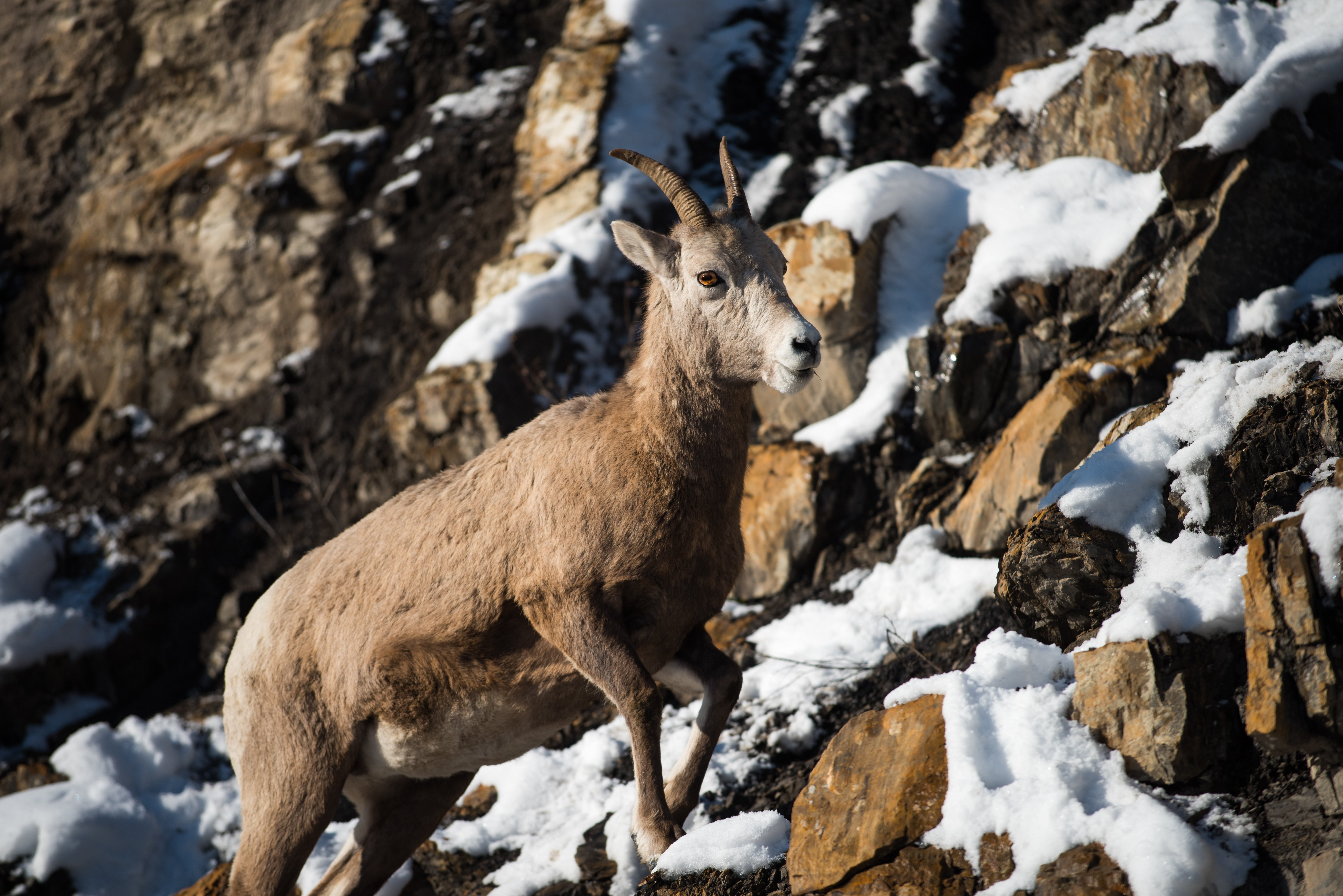 Photo d’une chèvre de montagne gravissant une pente enneigée