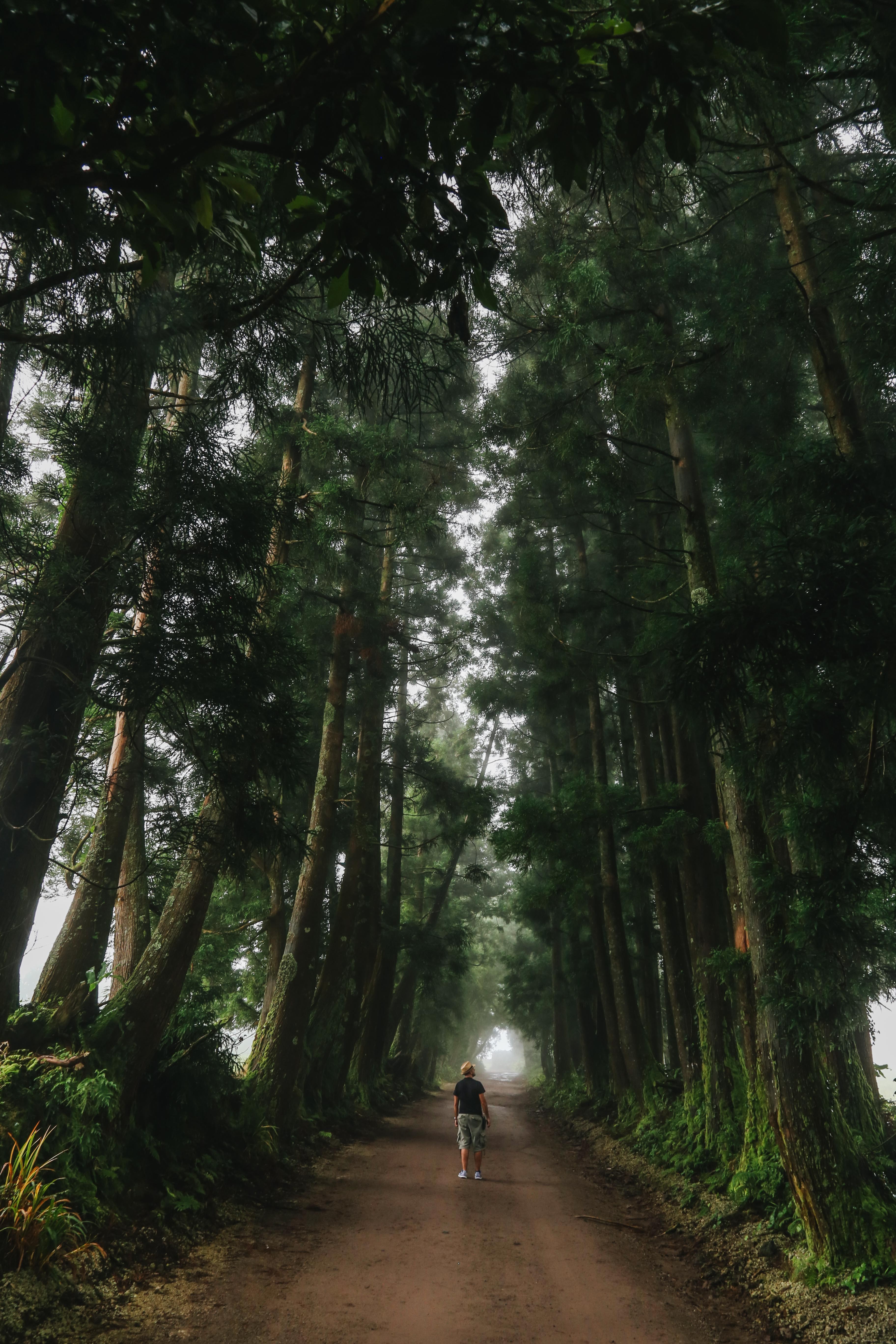 Photo : une personne paraît minuscule parmi les grands arbres