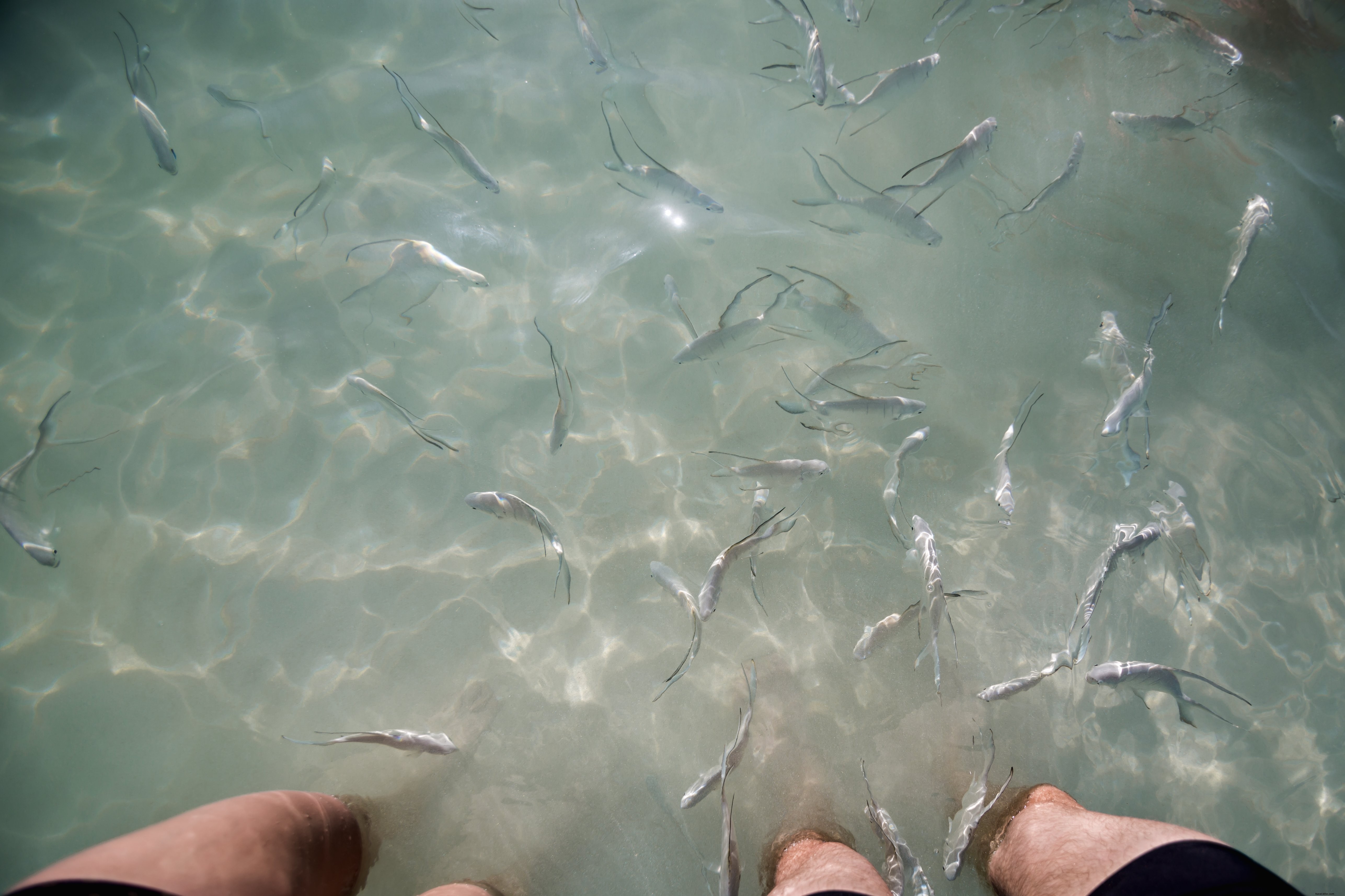 Poisson dans l eau – Photo de ses pattes