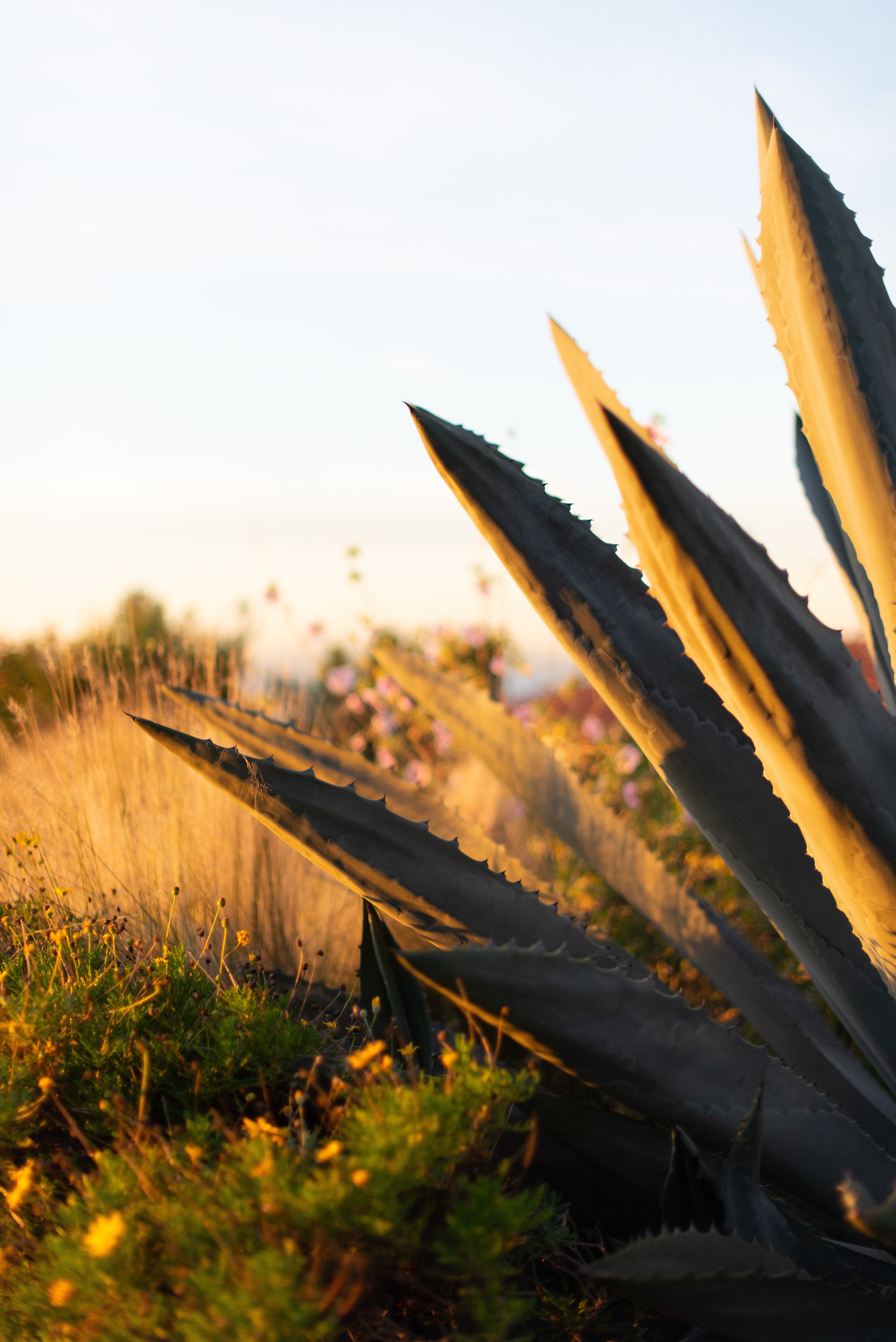 Des plantes profitent du soleil dans une photo en plein champ