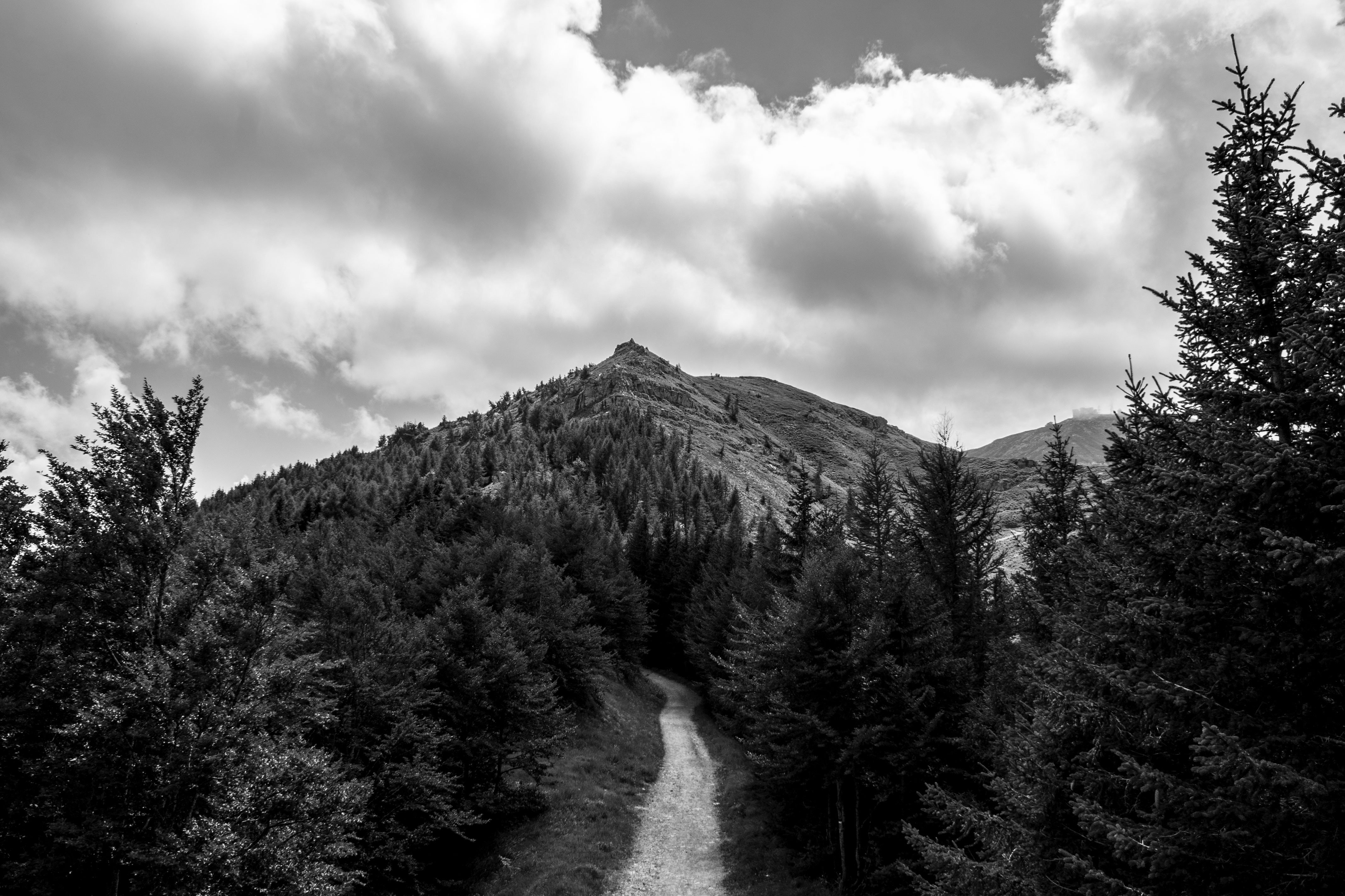 Photo d un chemin de montagne menant au sommet, bordé d arbres