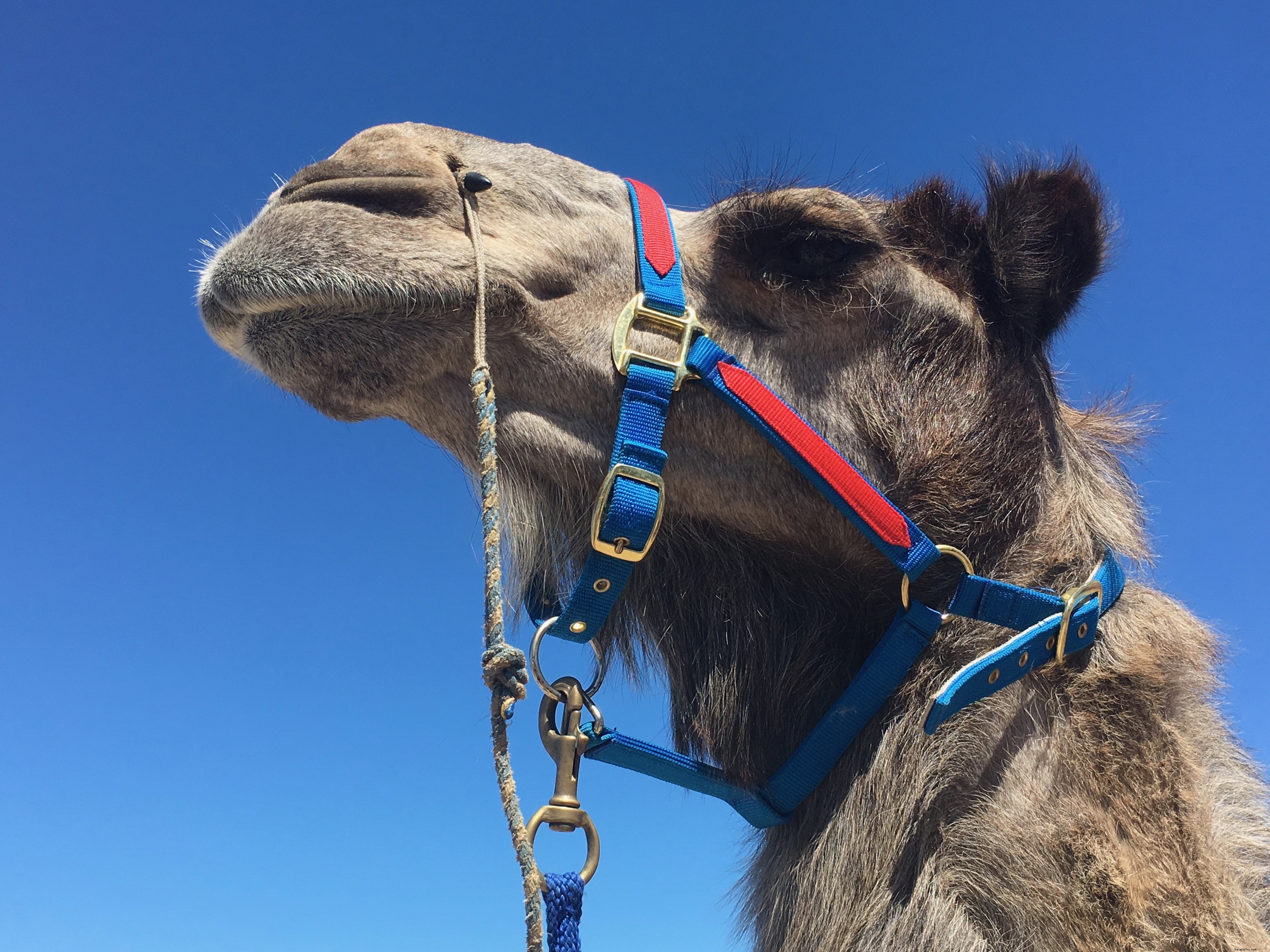 Photo d un chameau hautain vêtu d un harnais bleu et rouge sous un ciel bleu