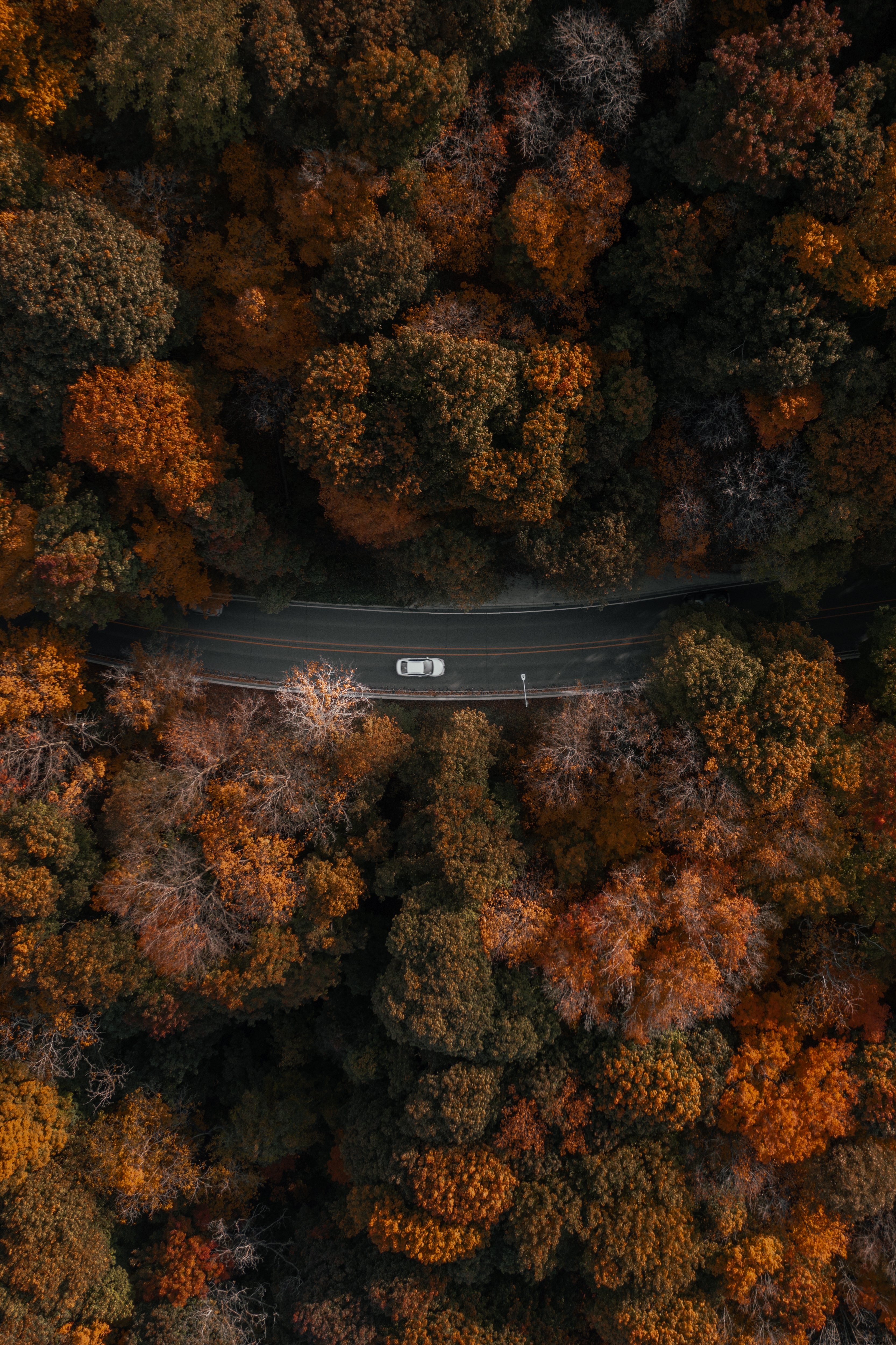 Portrait aérien d une voiture traversant la forêt