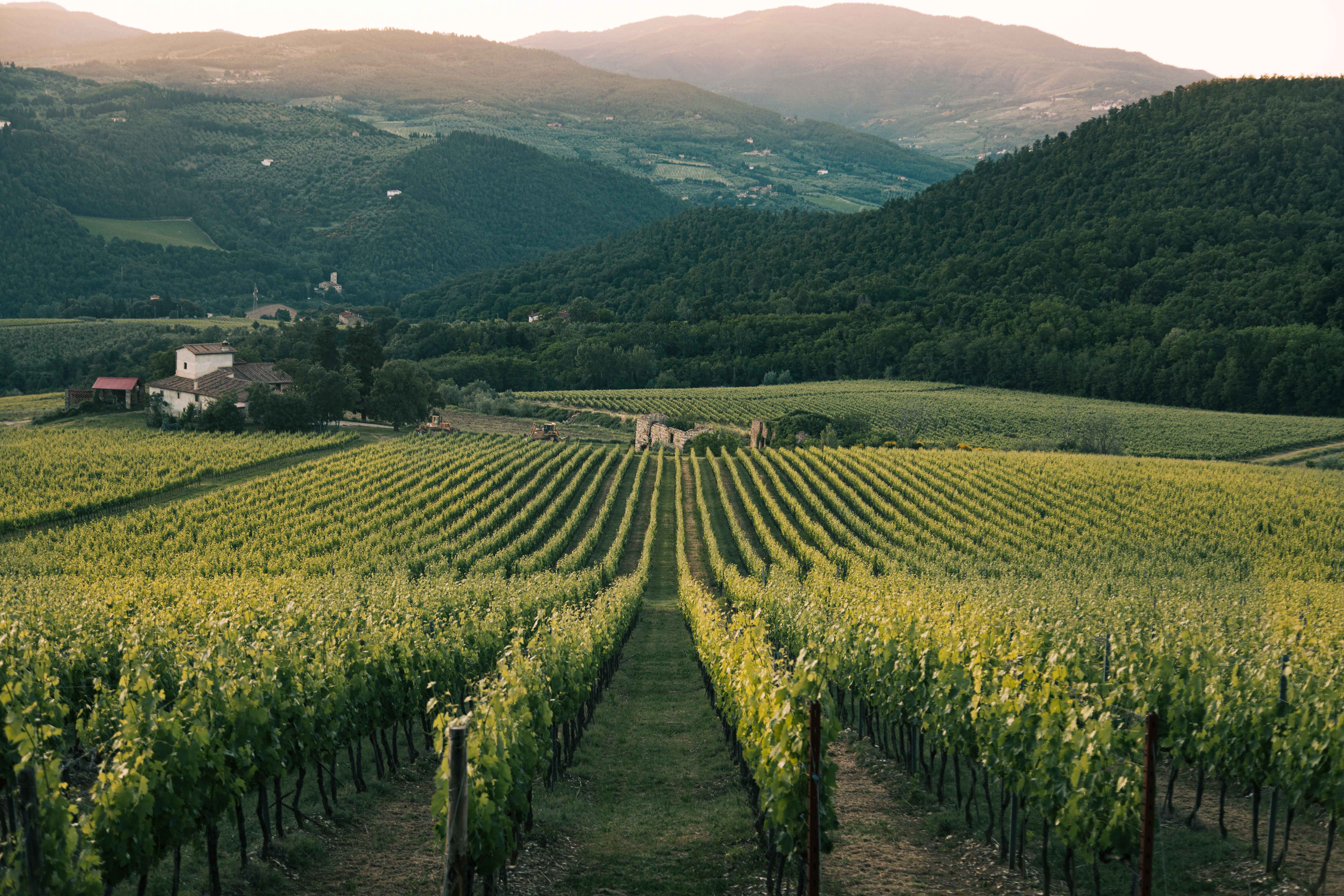 Rangées de vignes sous un soleil éclatant