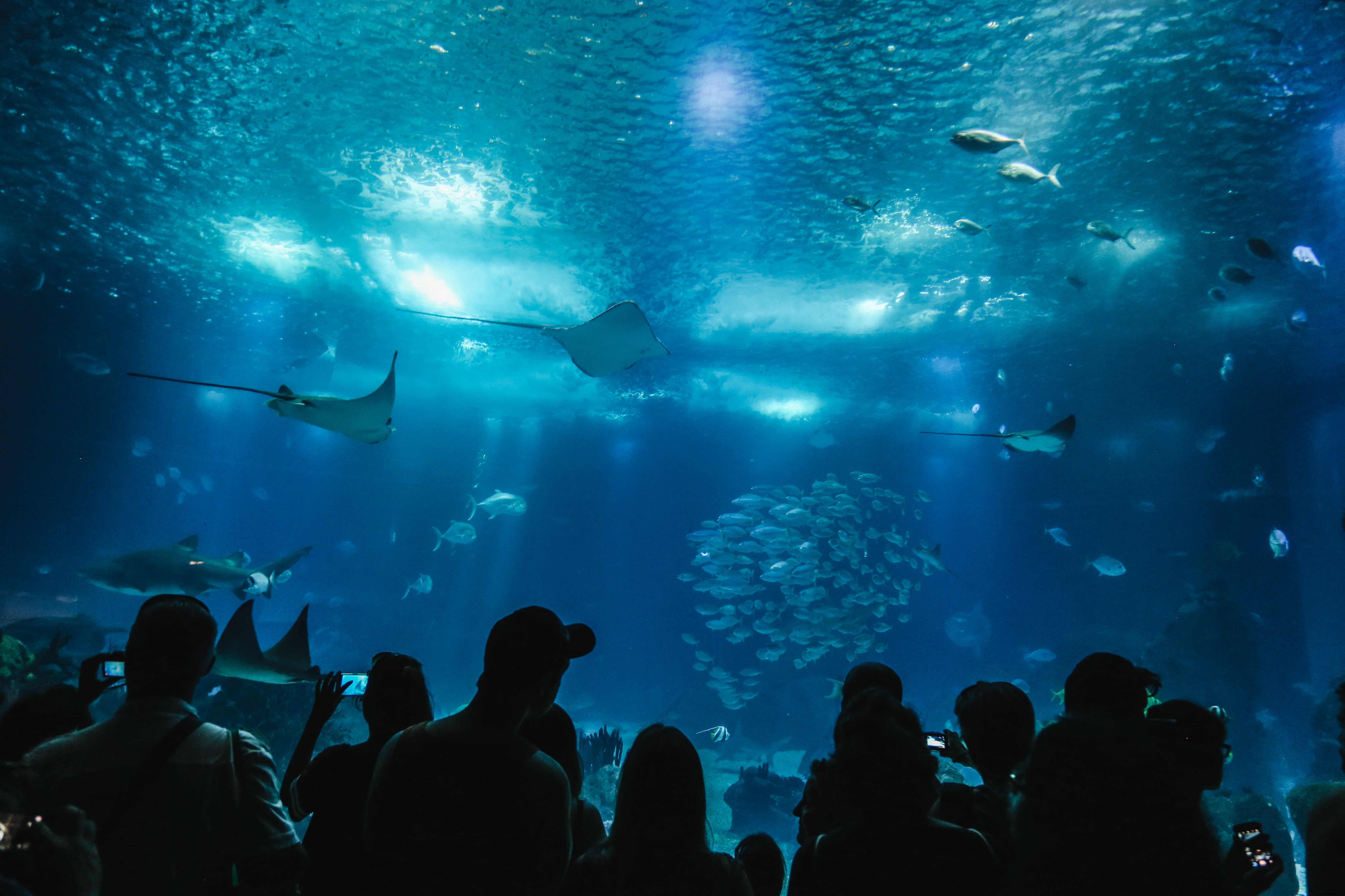 Silhouettes mystérieuses dans une photo d’aquarium