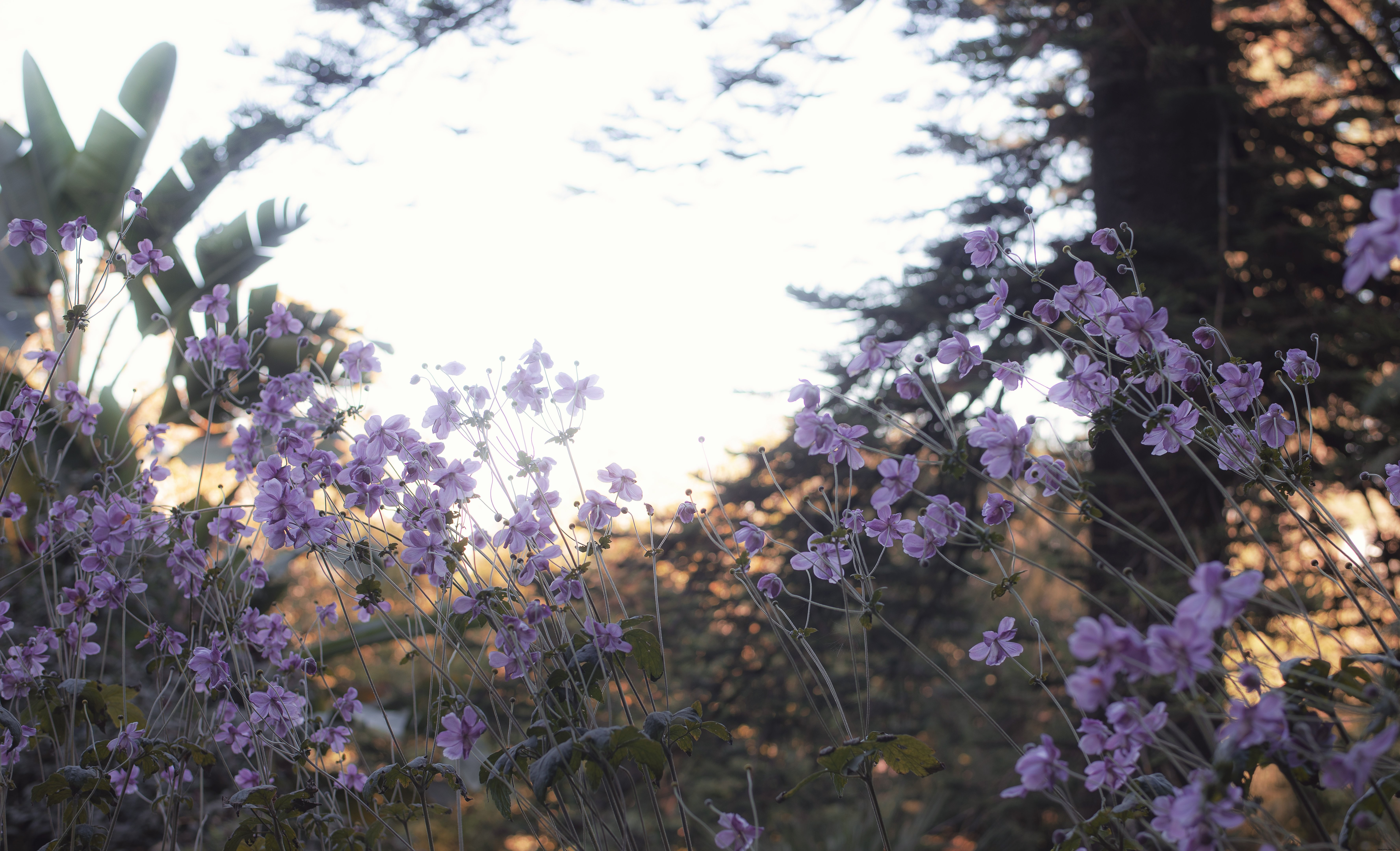 Le soleil éclaire les branches derrière certaines fleurs