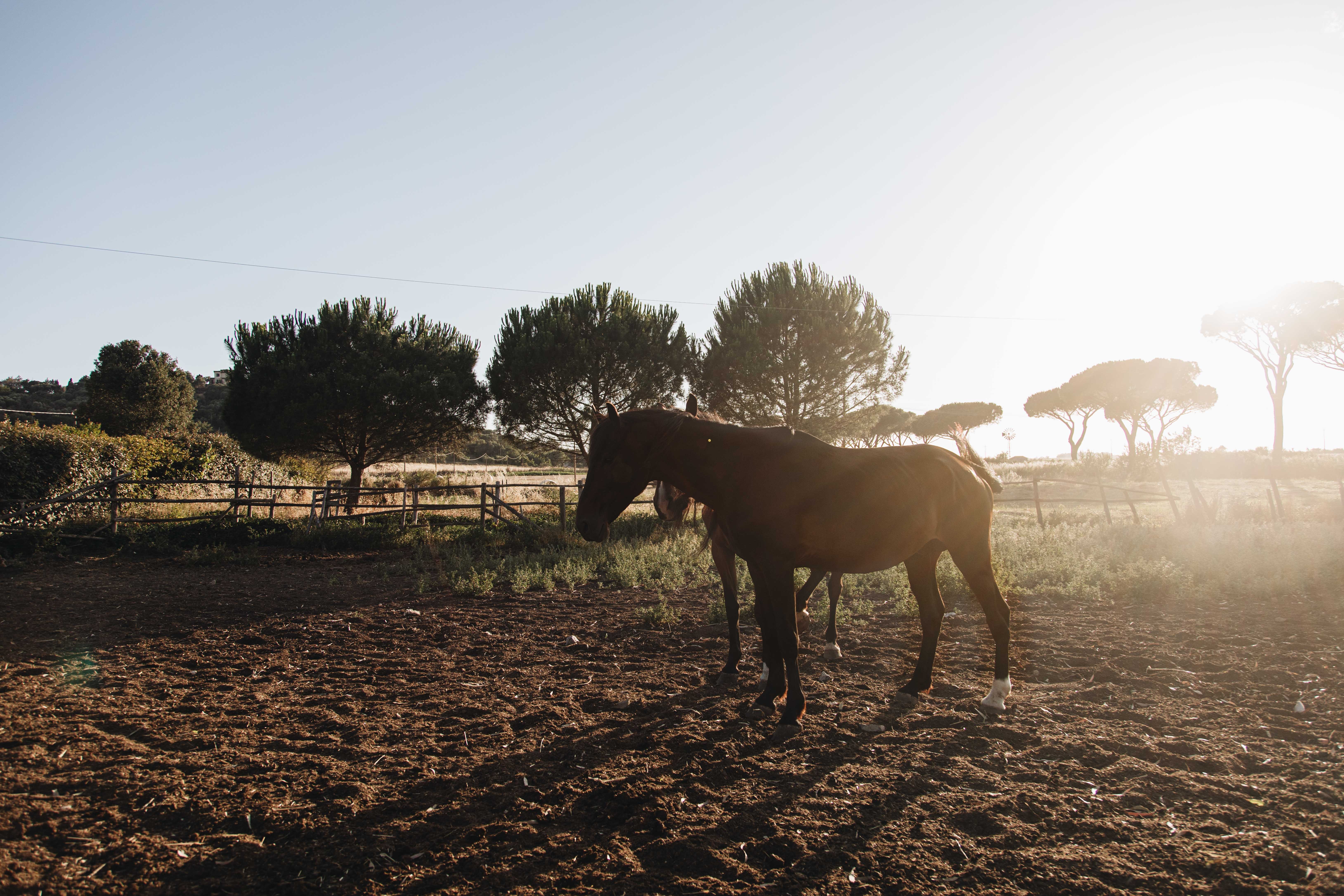 Chevaux prêts pour la balade – Photo