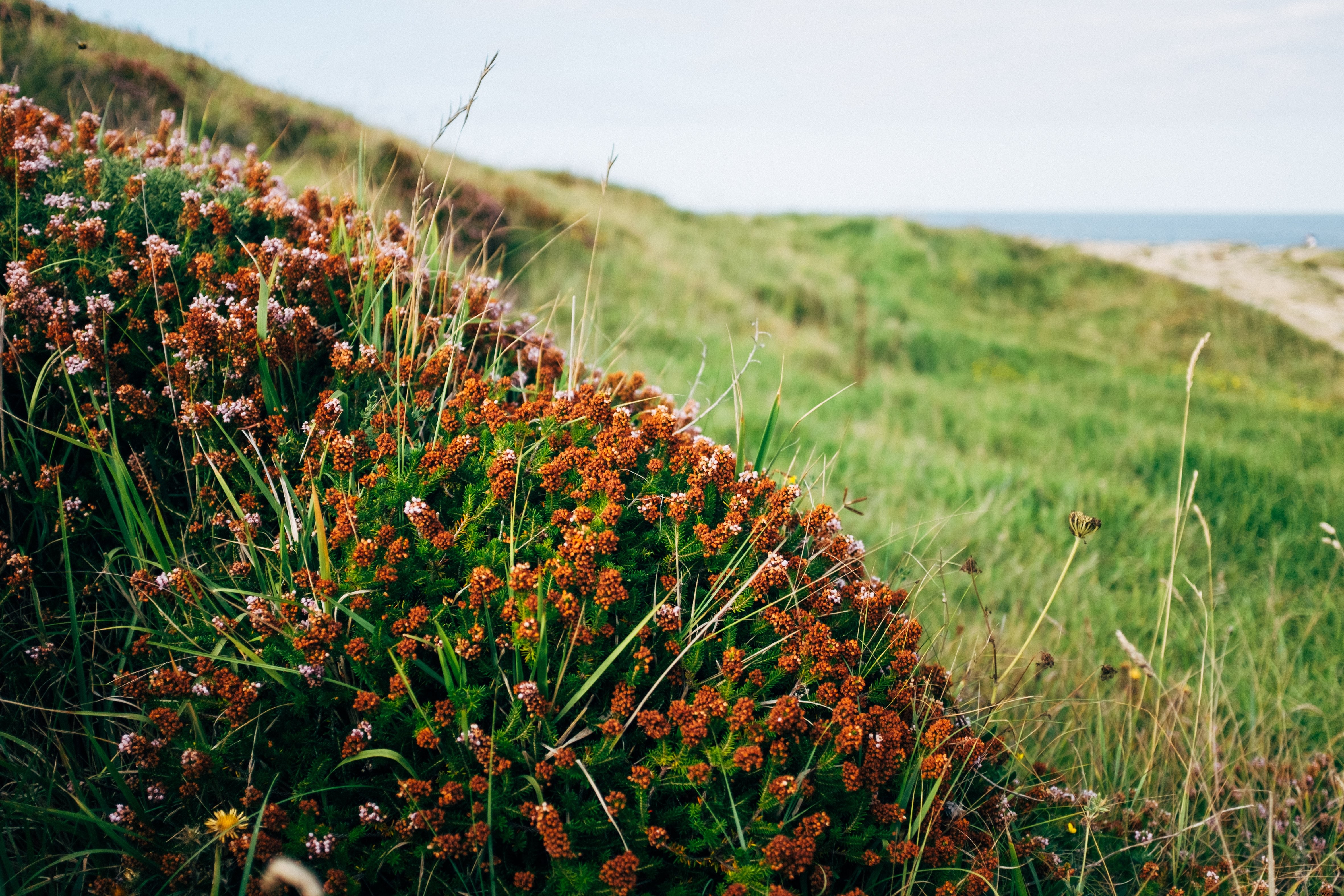 Buisson de plantes bulbeuses velues sur le flanc d’une colline