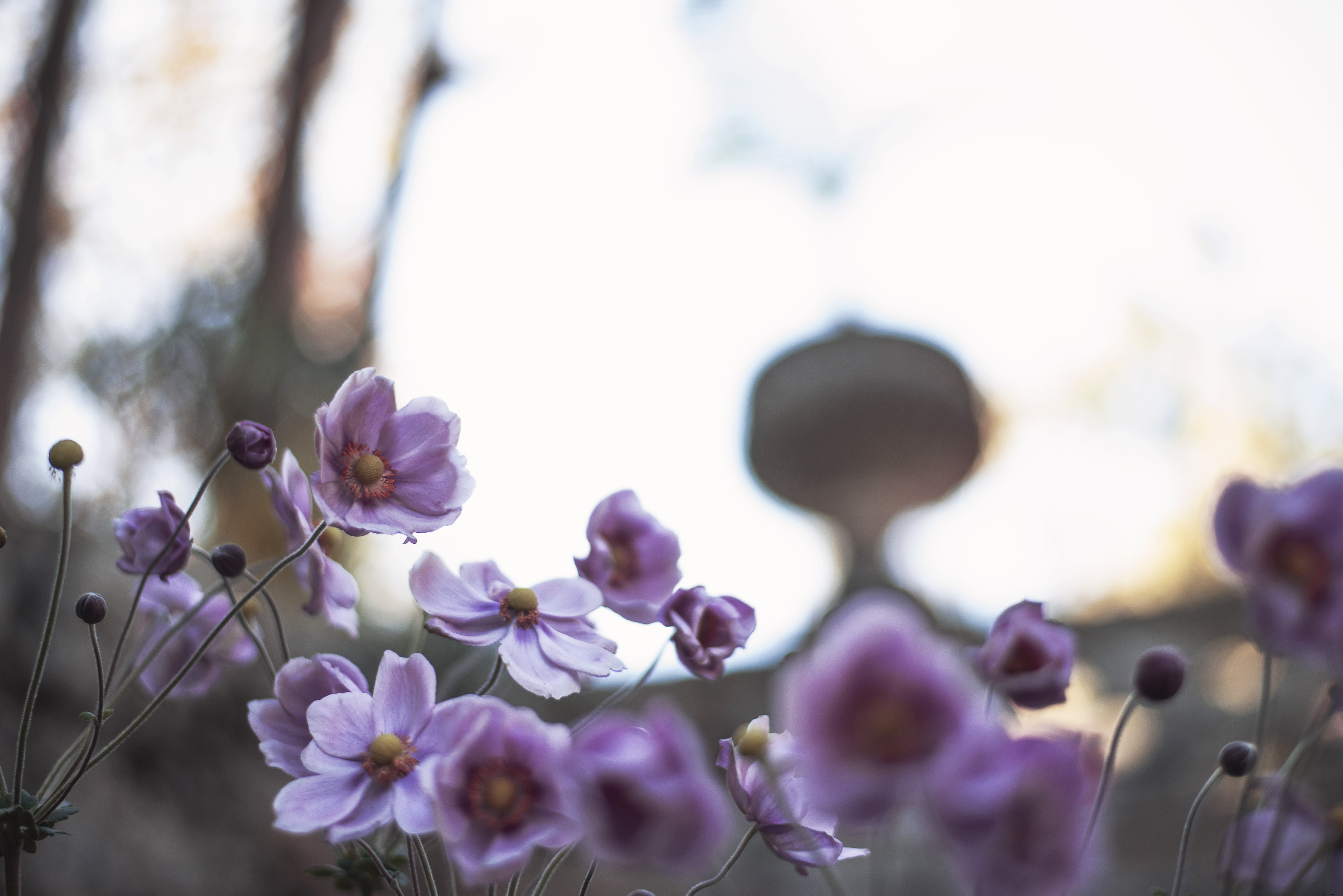 La lumière se diffuse derrière la photo de fleurs écloses