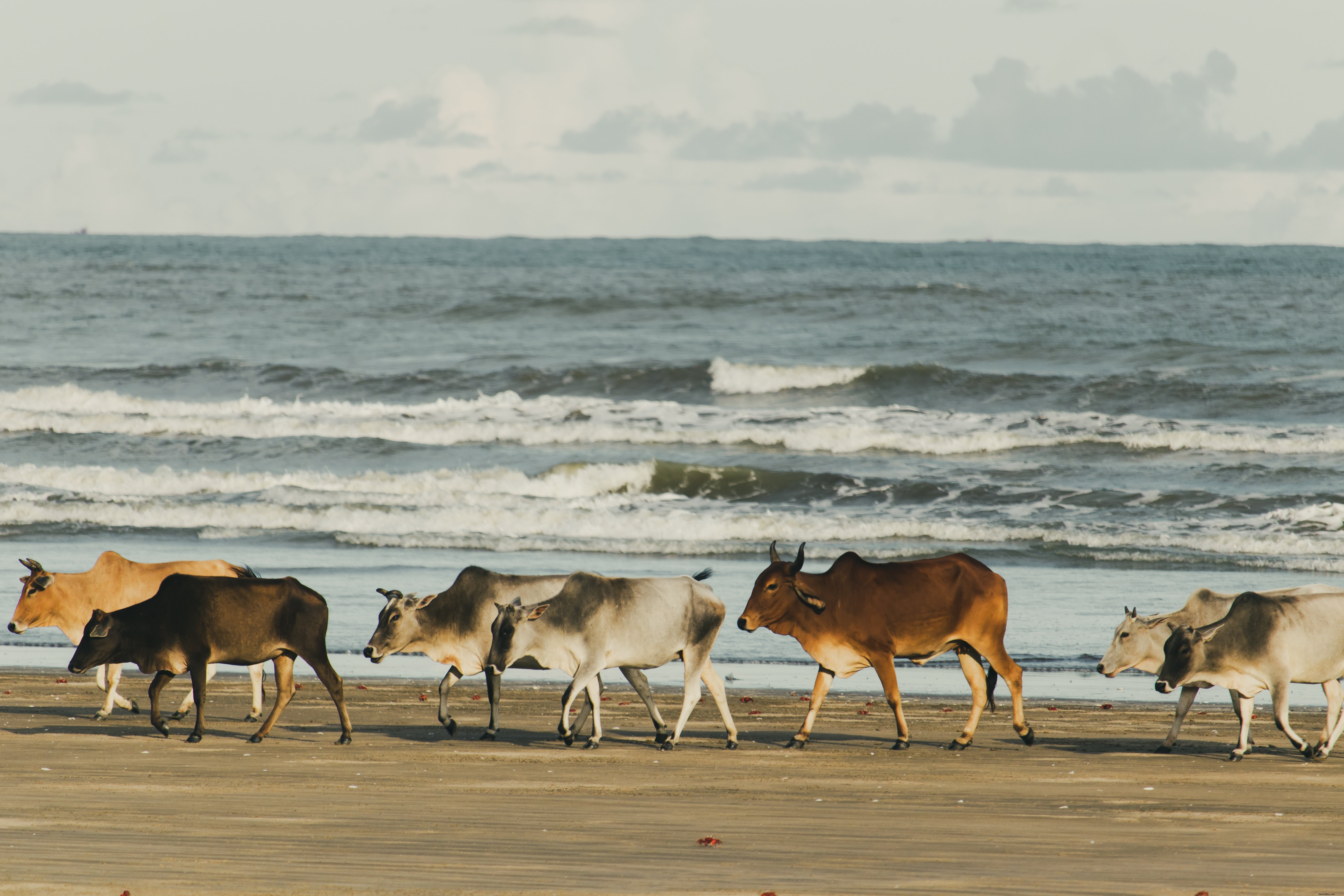 Photo de vaches se promenant le long de la plage