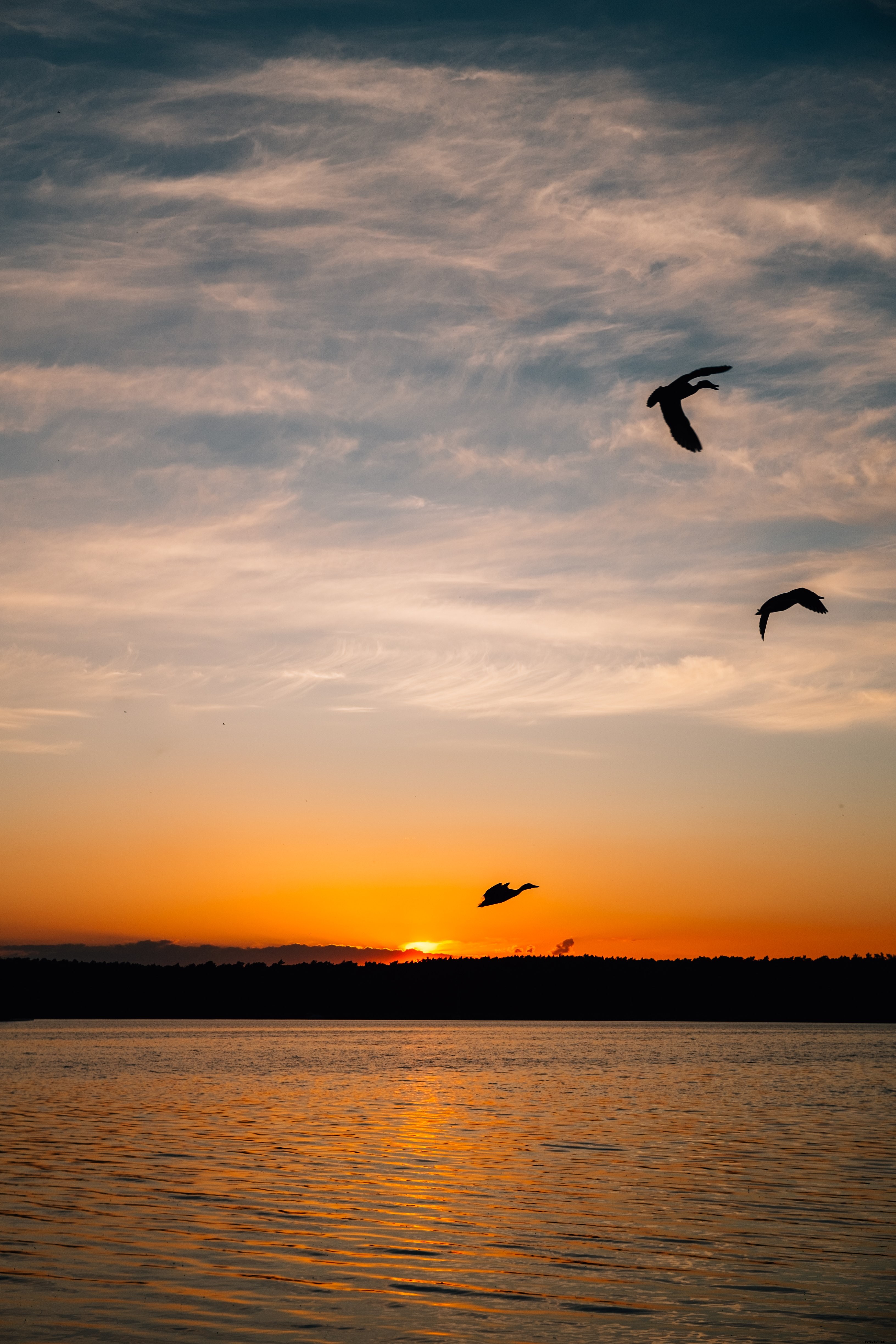 Photo d oiseaux en silhouette au coucher du soleil