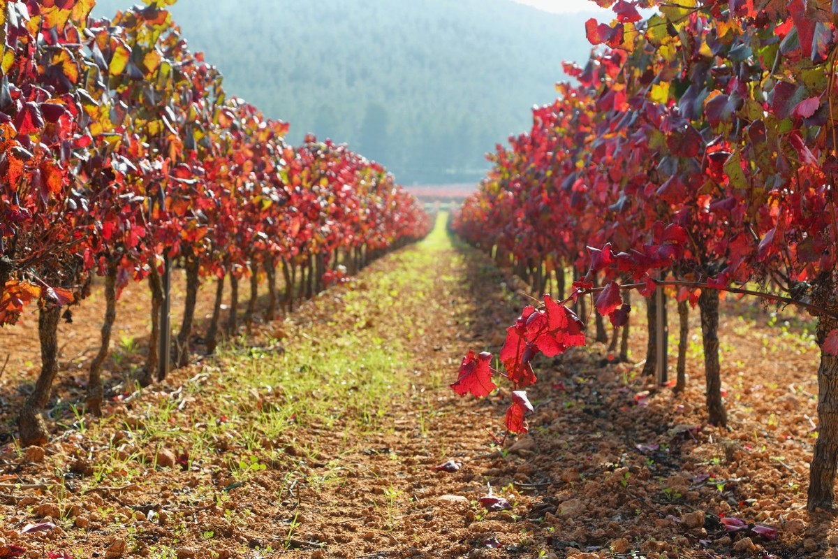 Visiter l Espagne ? Parcourez les paysages du cava en dégustant
