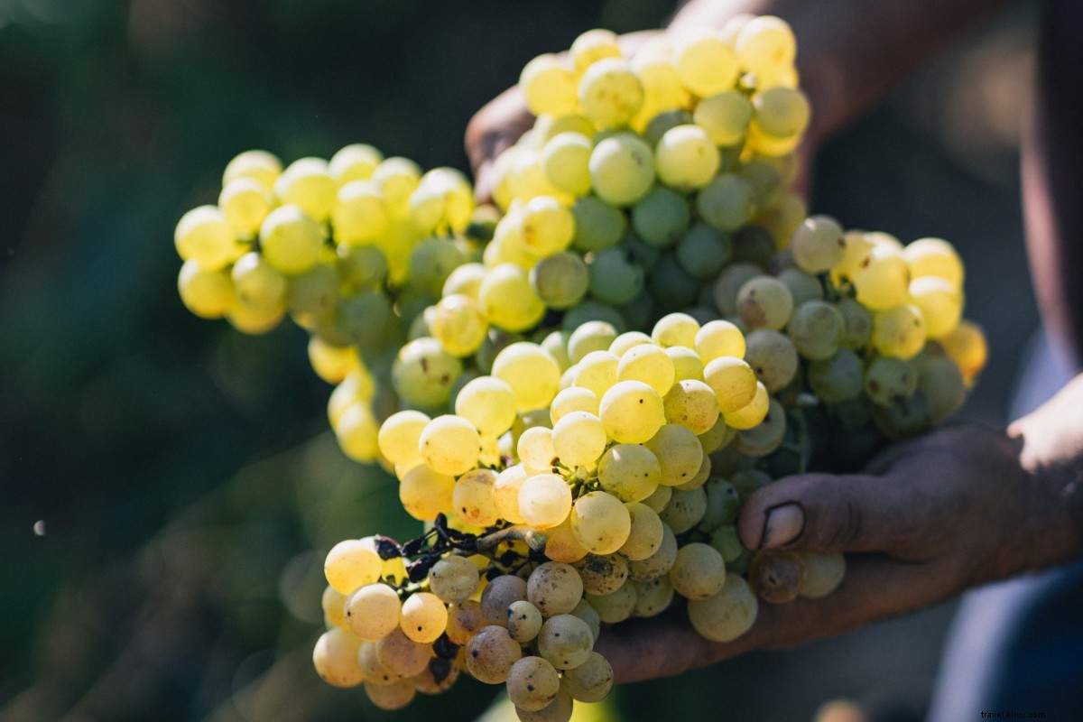 Visiter l Espagne ? Parcourez les paysages du cava en dégustant