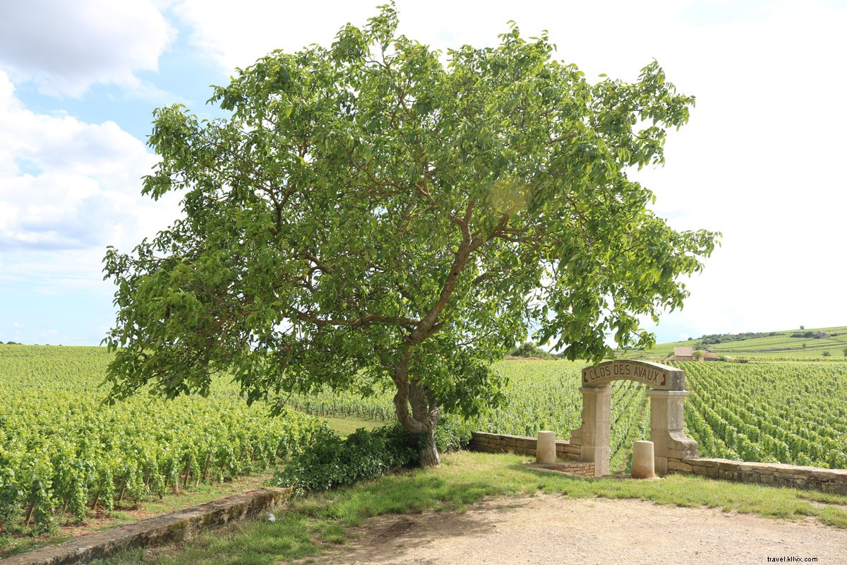 Vélo, vin et détente en Bourgogne