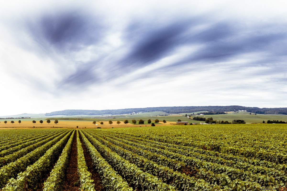 Explorez — et buvez ! — Le champagne comme un vigneron