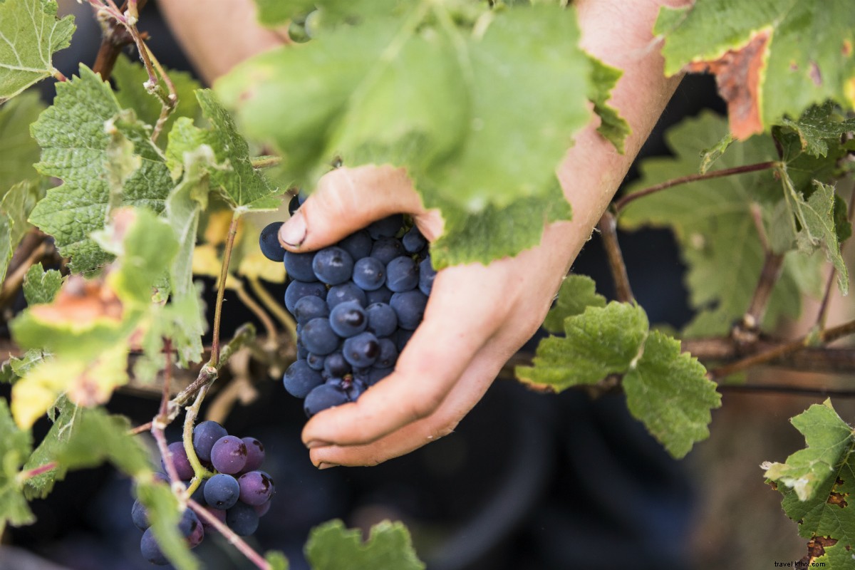 Explorez — et buvez ! — Le champagne comme un vigneron