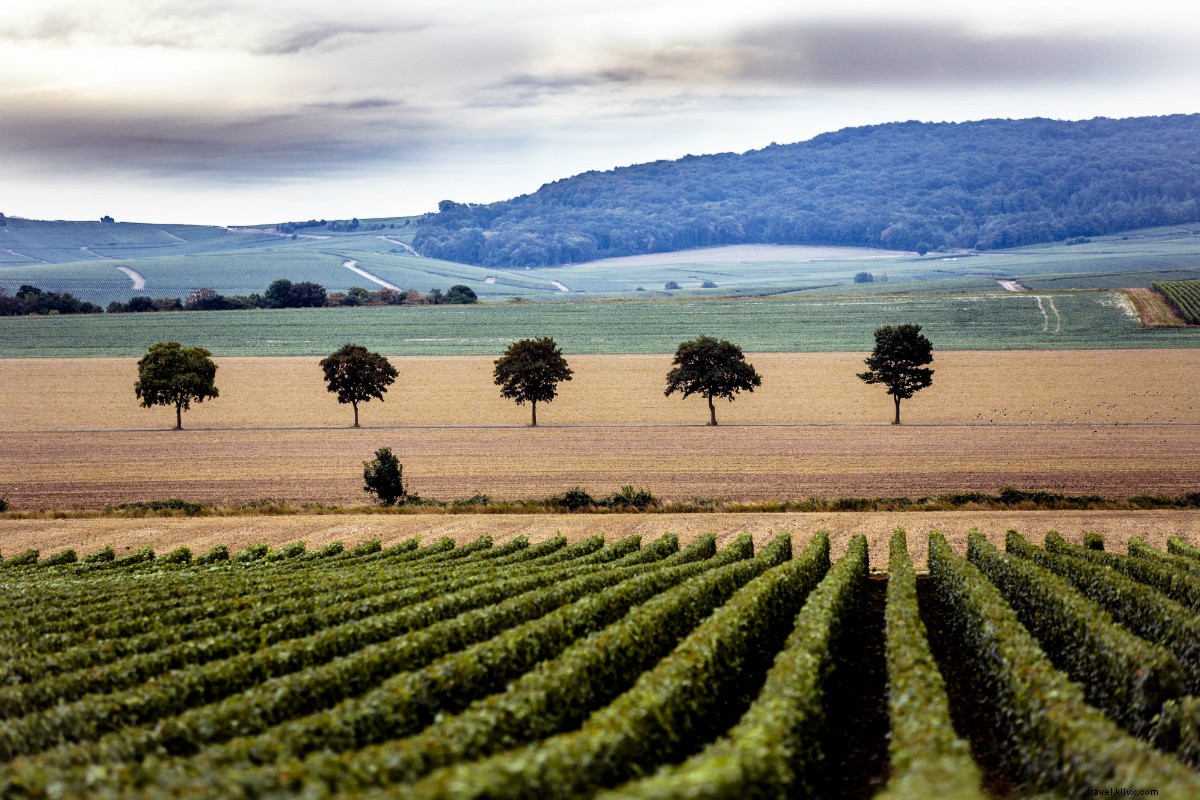 Explorez — et buvez ! — Le champagne comme un vigneron