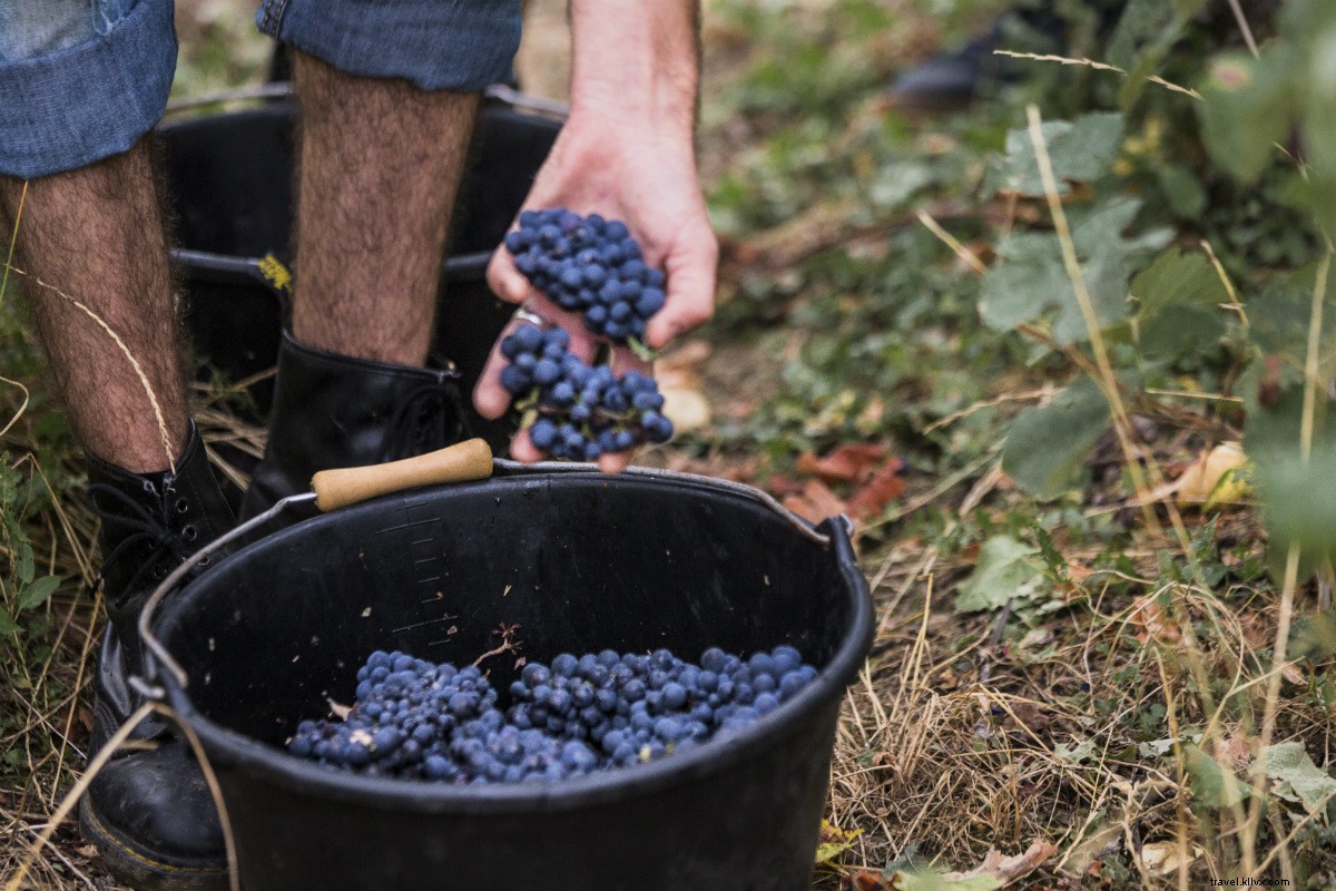 Explorez — et buvez ! — Le champagne comme un vigneron