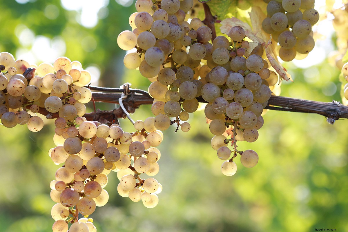 Le guide du sommelier sur la meilleure région viticole méconnue