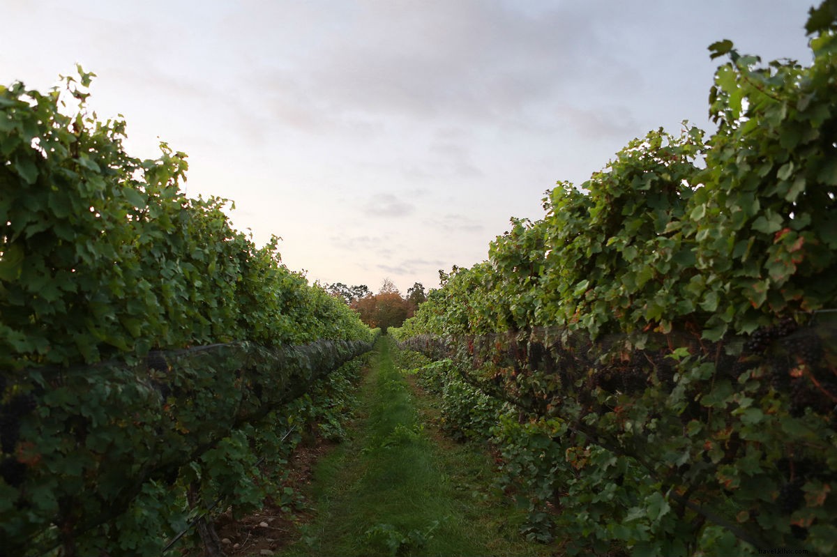 Le guide du sommelier sur la meilleure région viticole méconnue