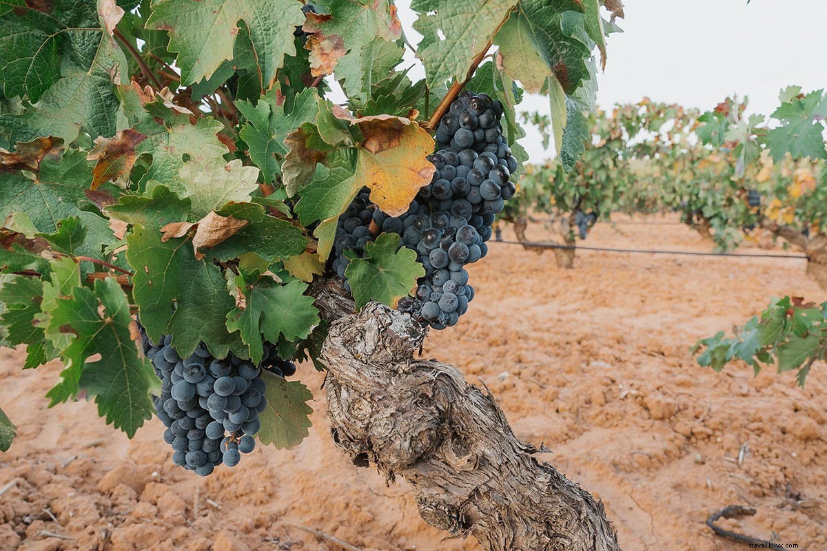 Évadez‑vous dans les vignobles espagnols de Ribera del Duero et Rueda