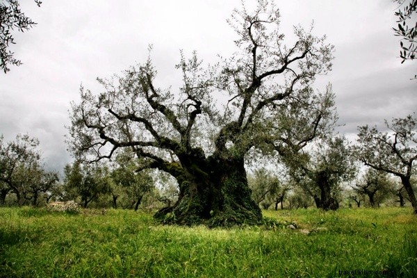 Cette quête a-t-elle révélé la meilleure huile d olive d Italie ?