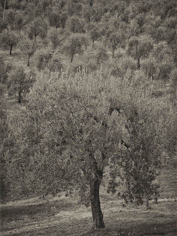 À la recherche de la meilleure huile d olive du monde