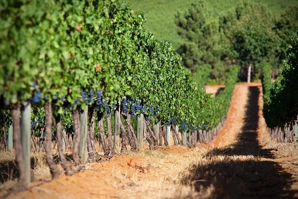 Guide du débutant pour explorer les vignobles du Cap