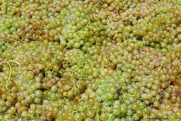 Guide du débutant pour explorer les vignobles du Cap